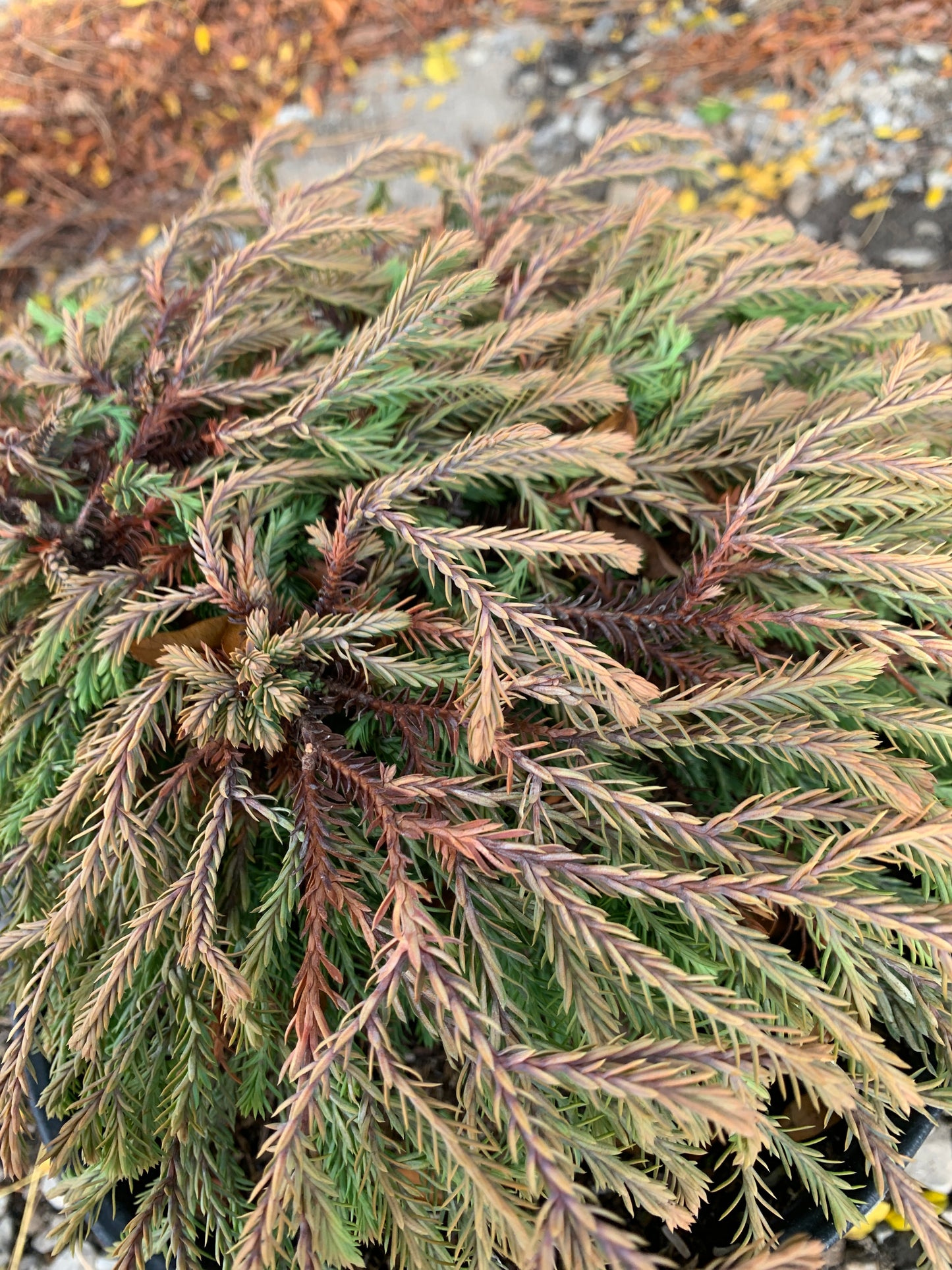 Golden Tuffet Arborvitae