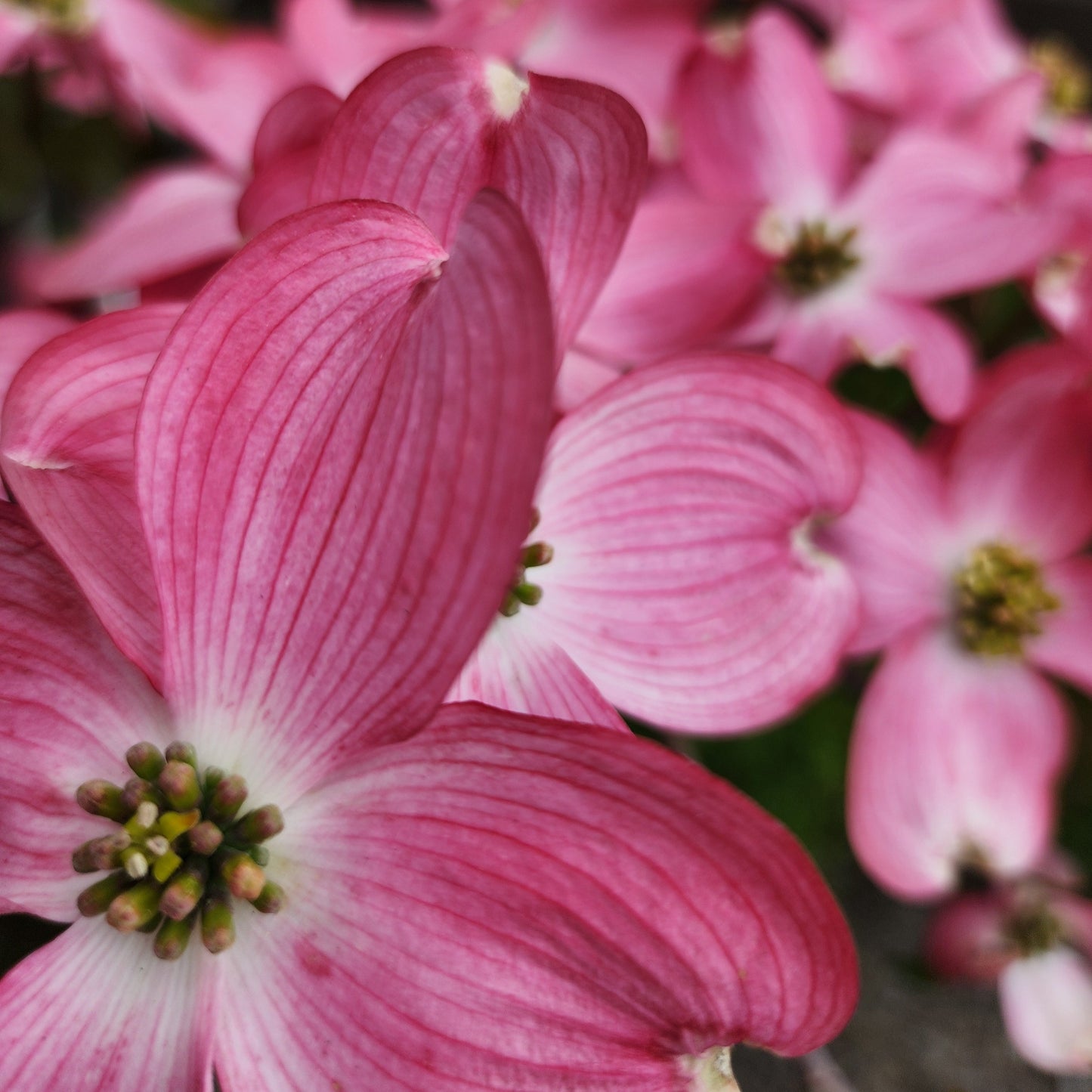 Pink Flowering Dogwood