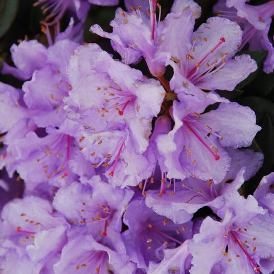 Biloxi Blues Rhododendron