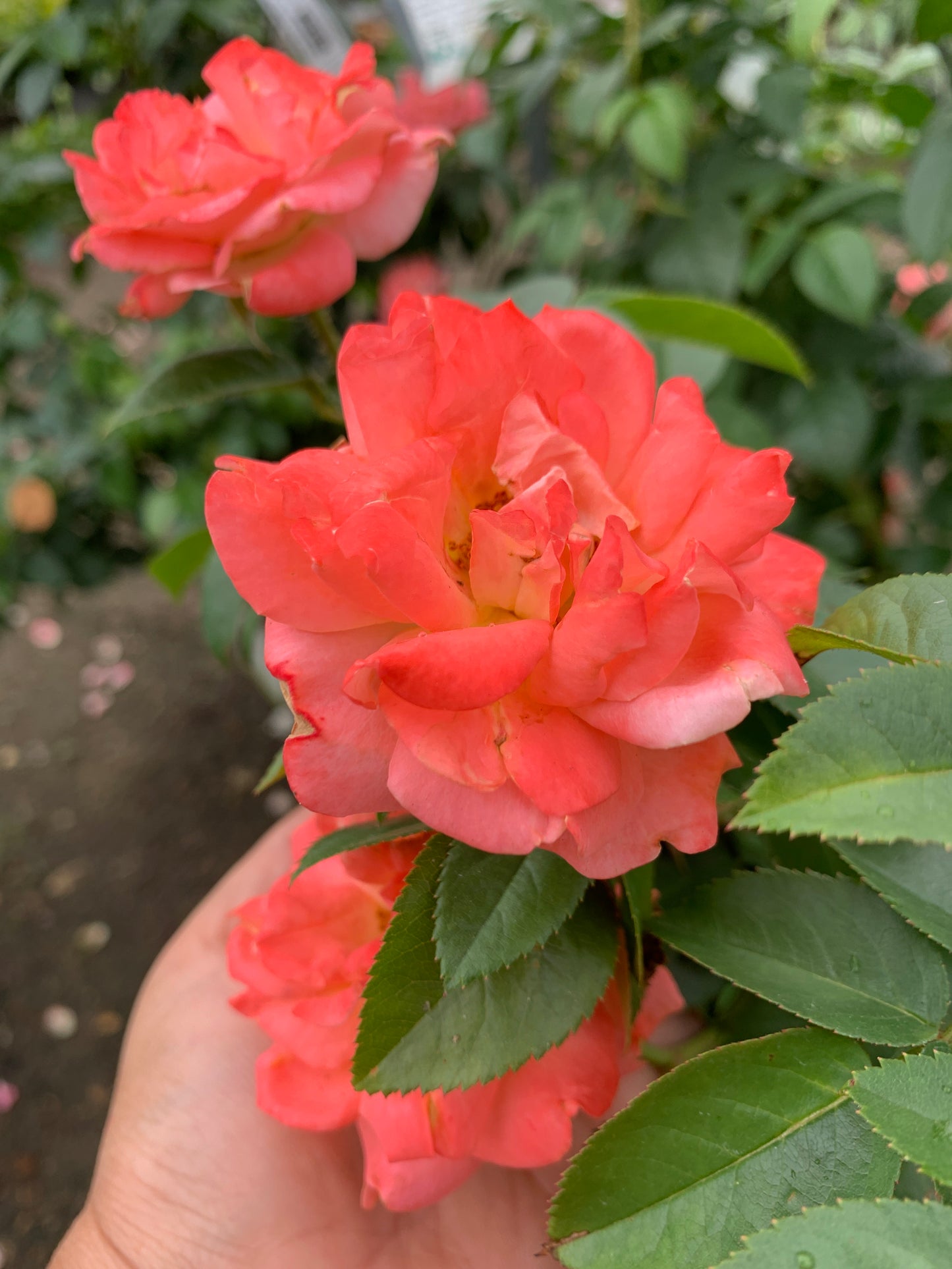 Orange Glow Knock Out Rose
