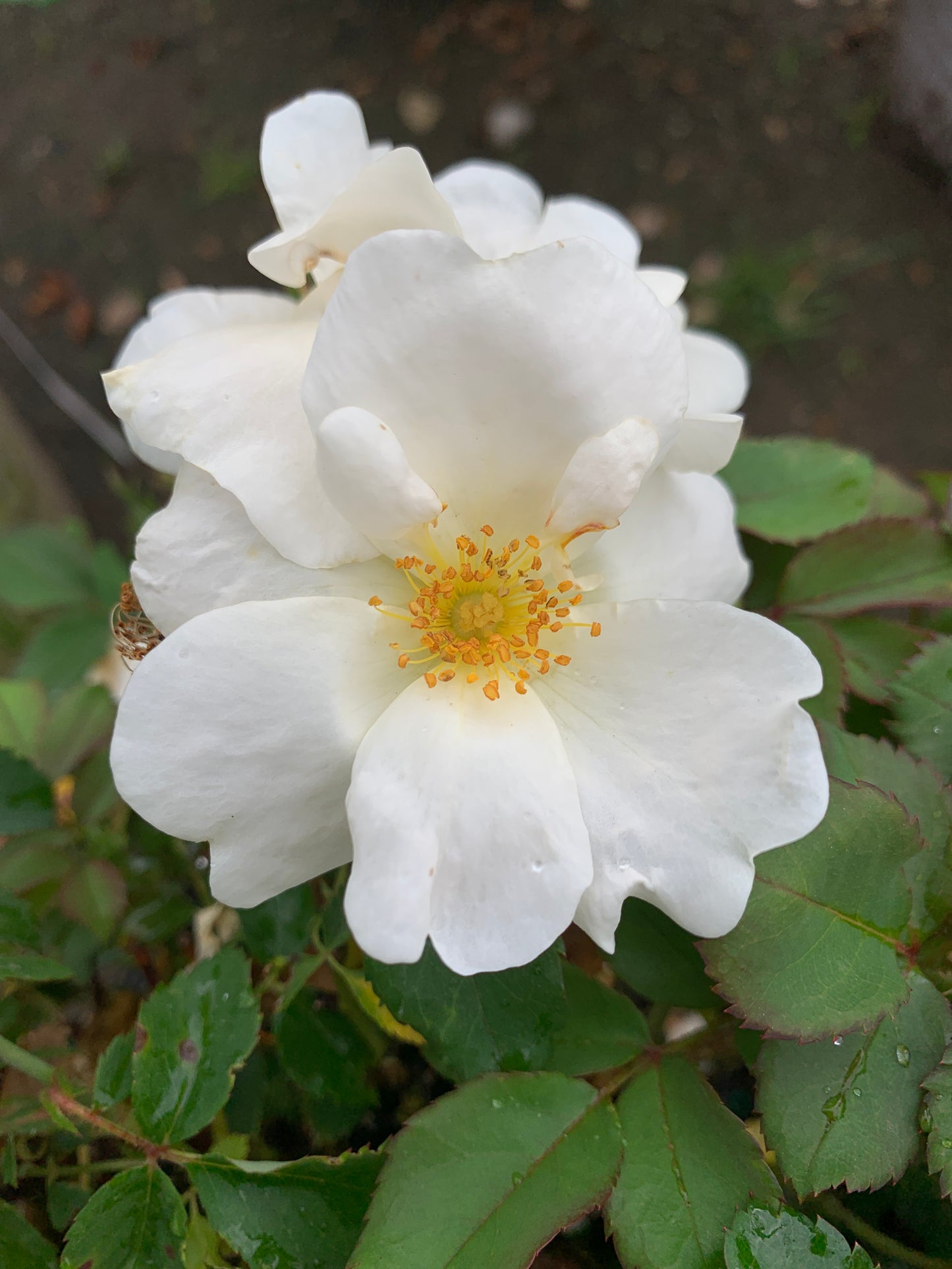 White Knock Out Rose