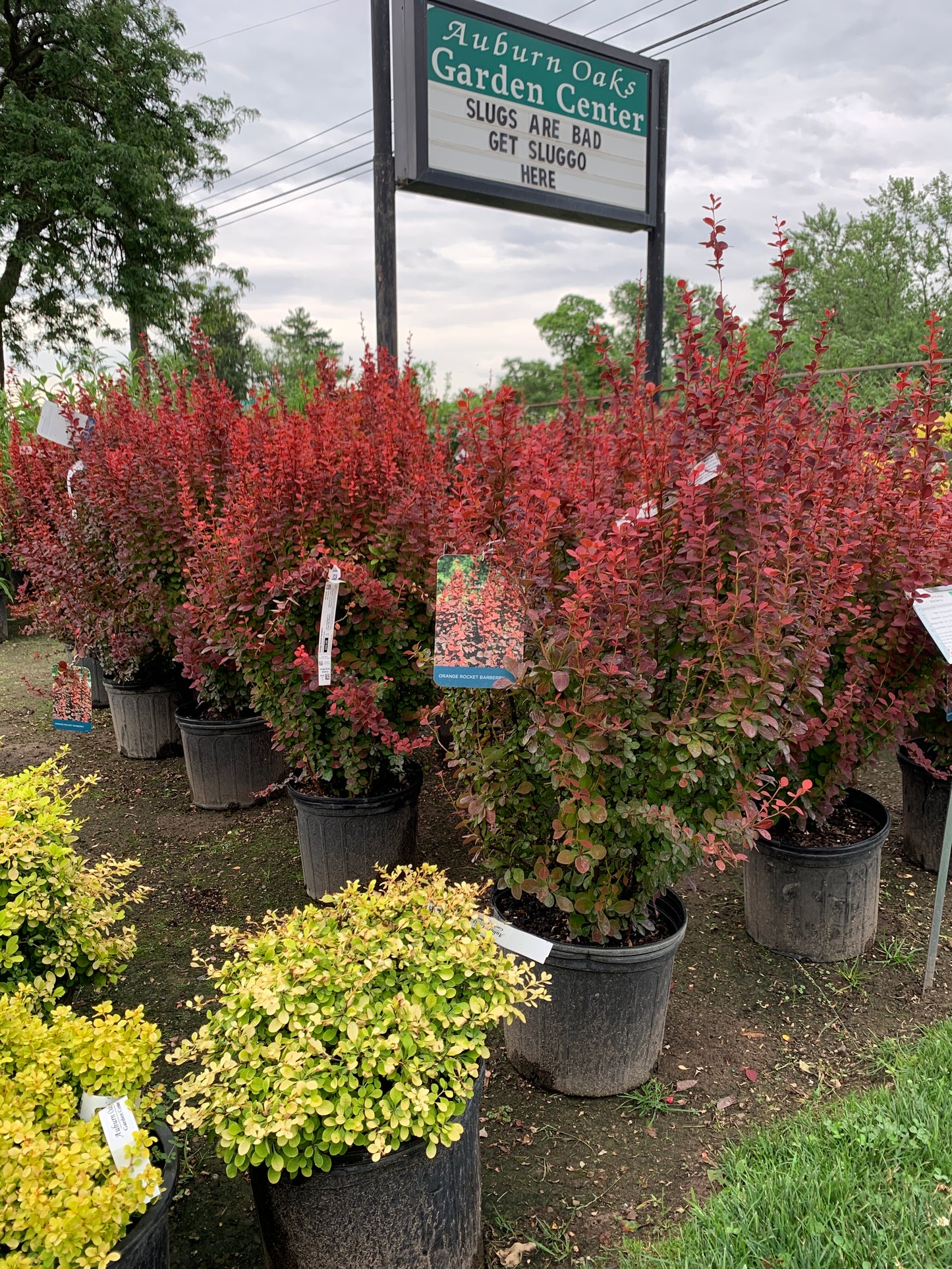 Orange Rocket Barberry