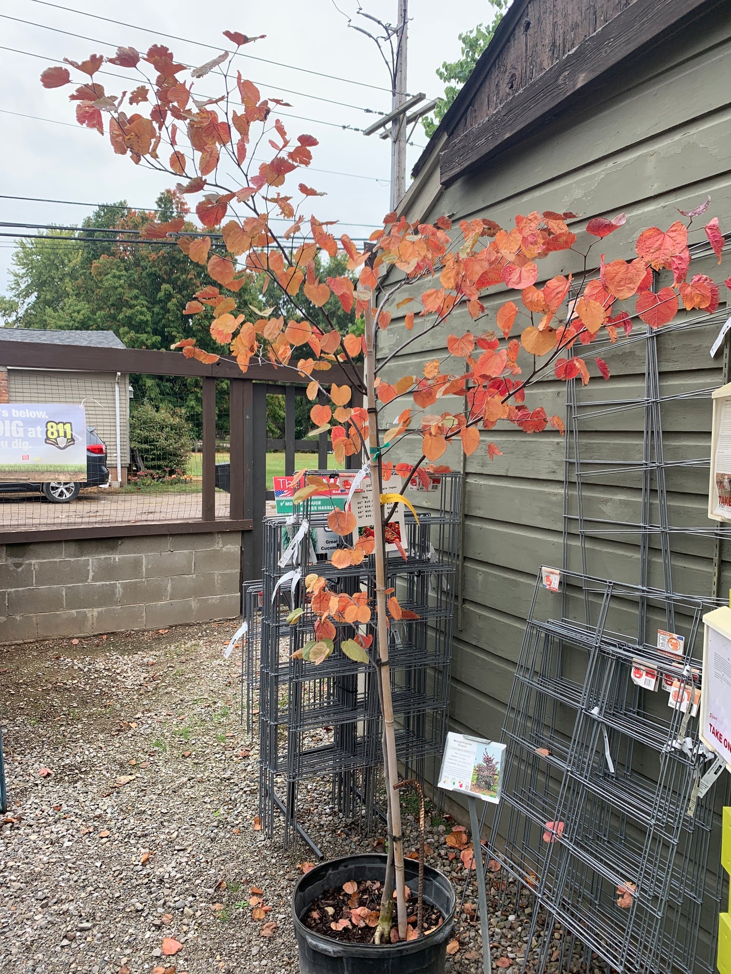 Midnight Express Redbud