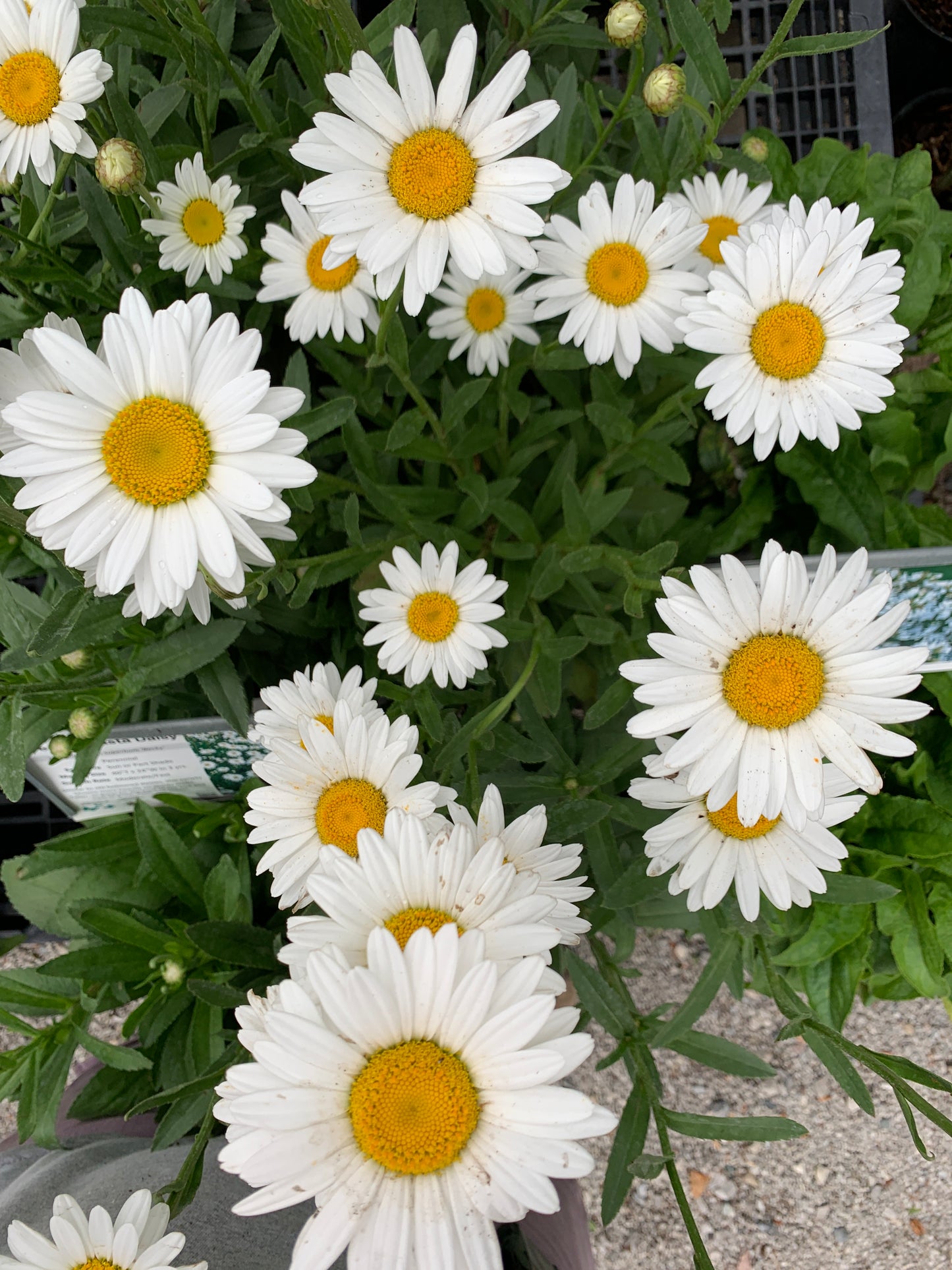 Becky Shasta Daisy