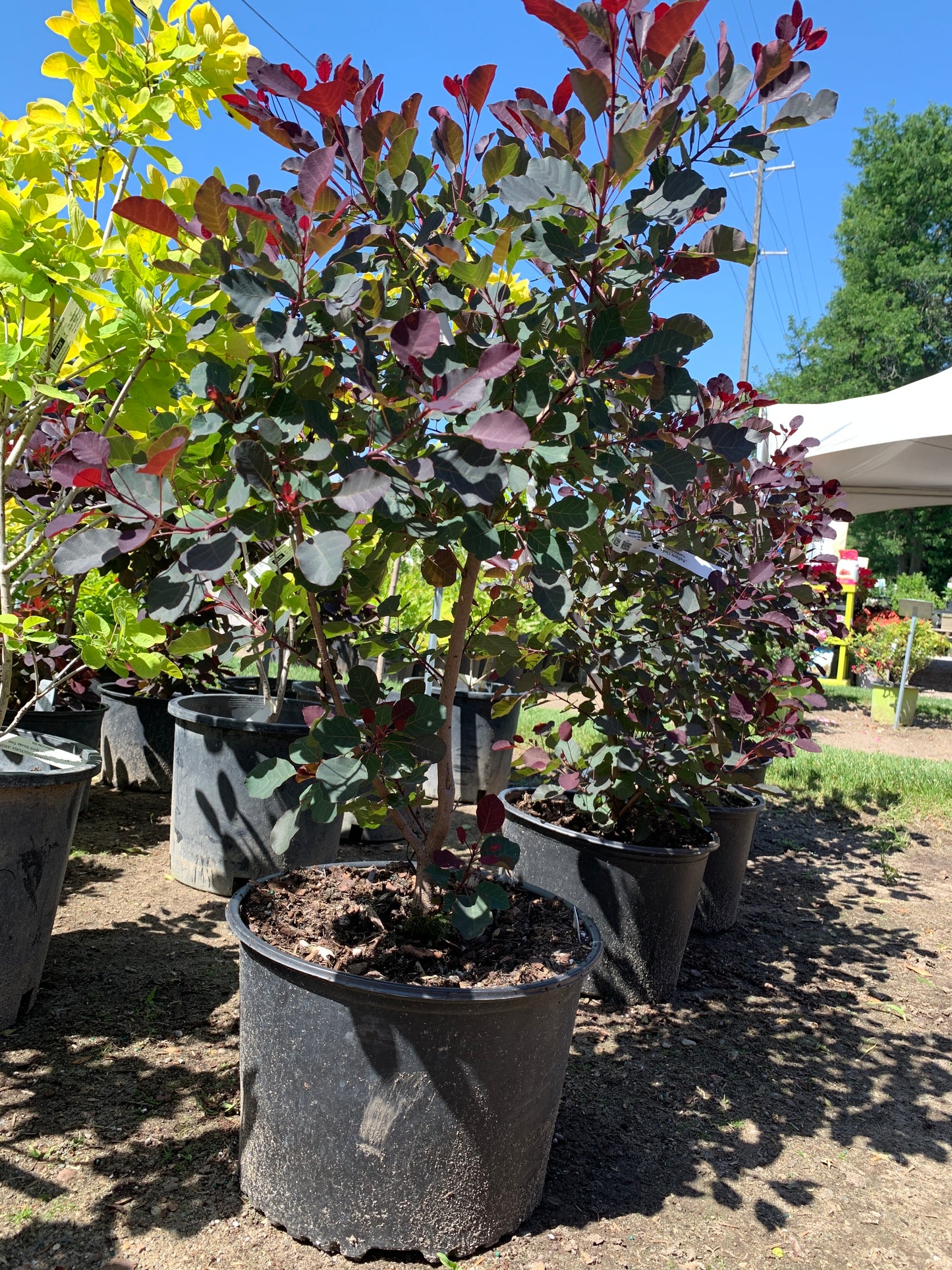 Dusky Maiden Smokebush