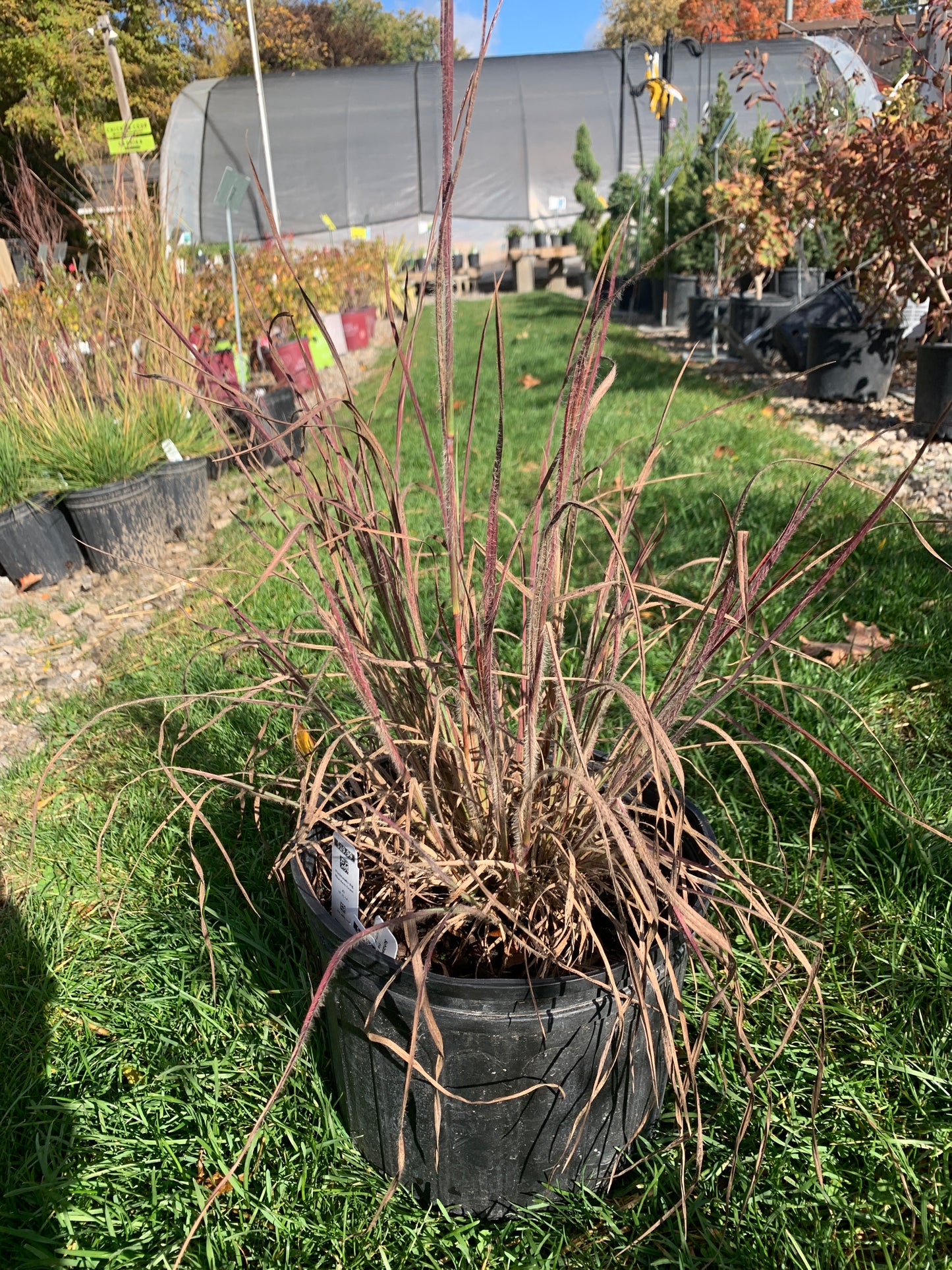 Ha Ha Tonka Little Bluestem Grass