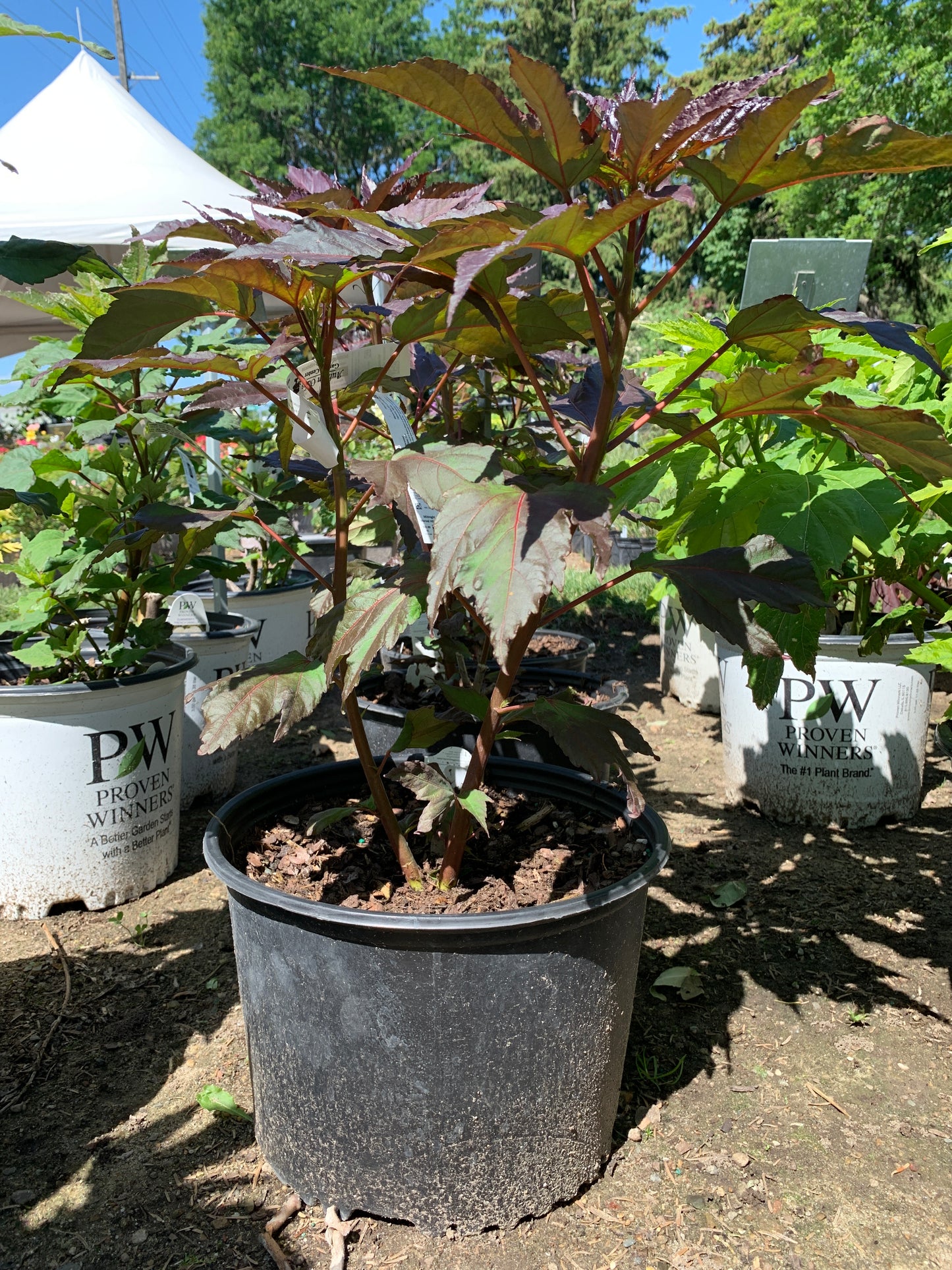 Midnight Marvel Hibiscus