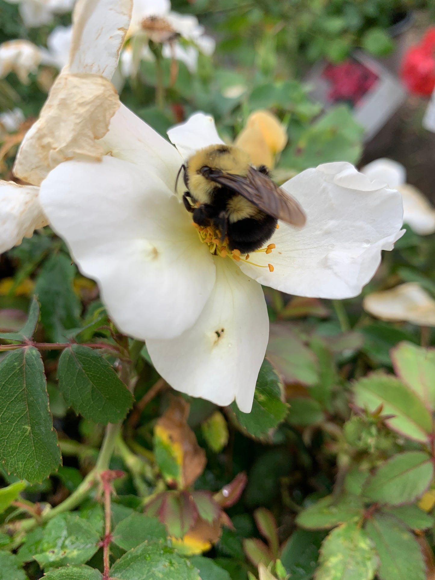 White Knock Out Rose