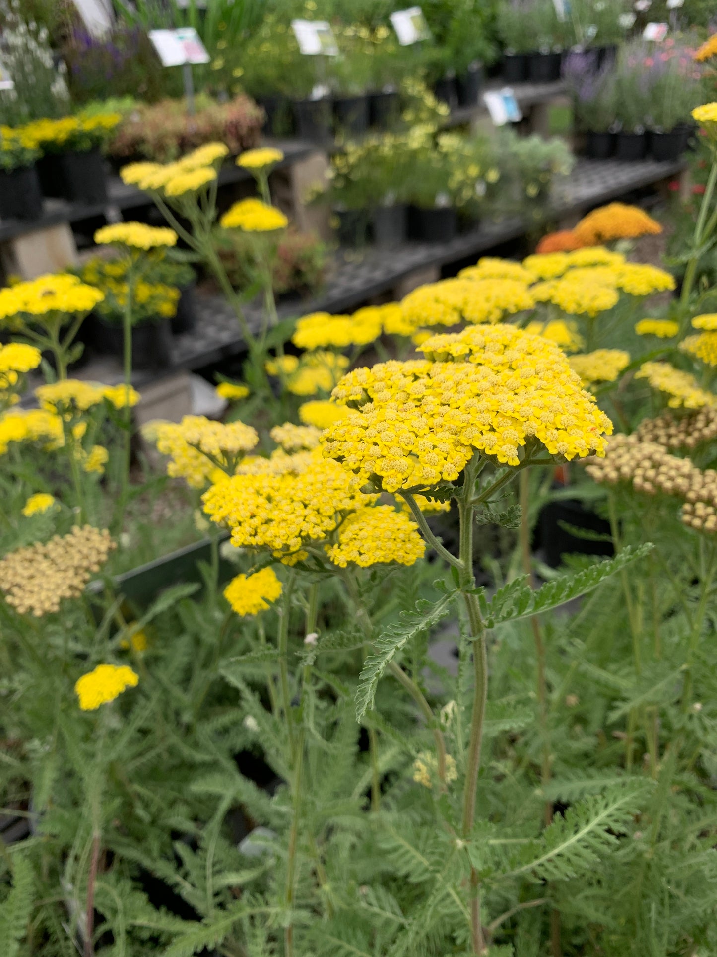 Sassy Summer Lemon Yarrow