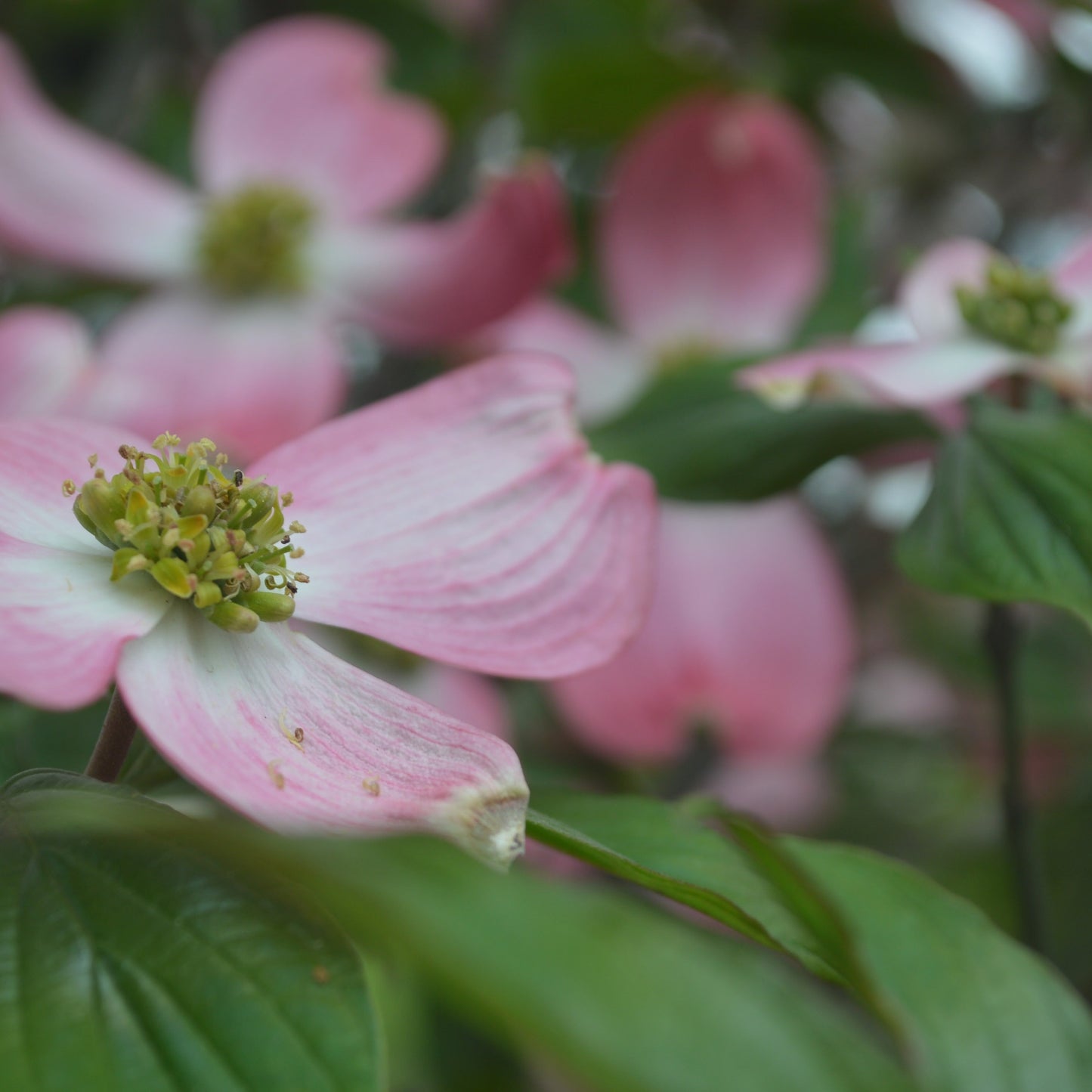Pink Flowering Dogwood