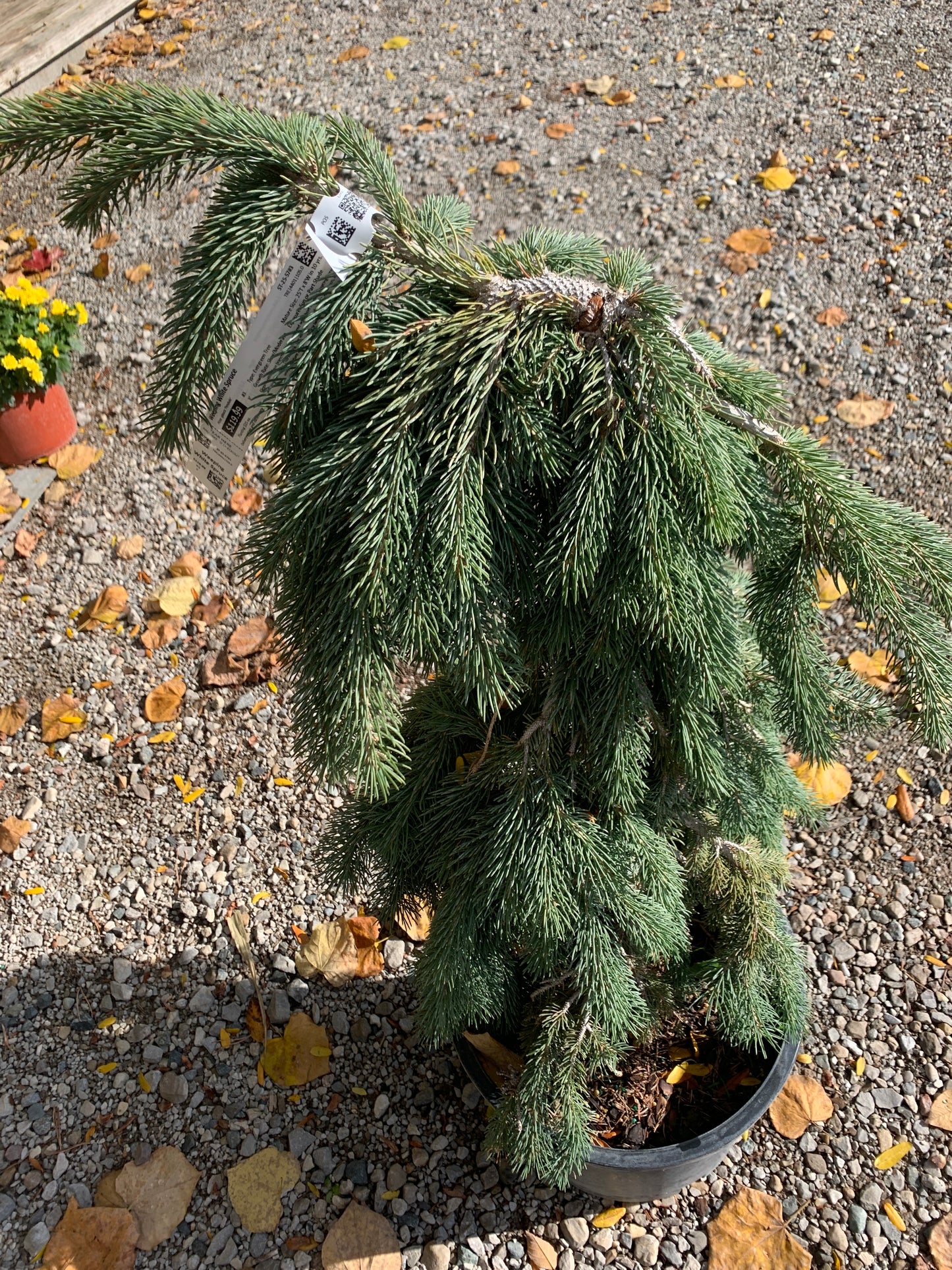 Weeping White Spruce