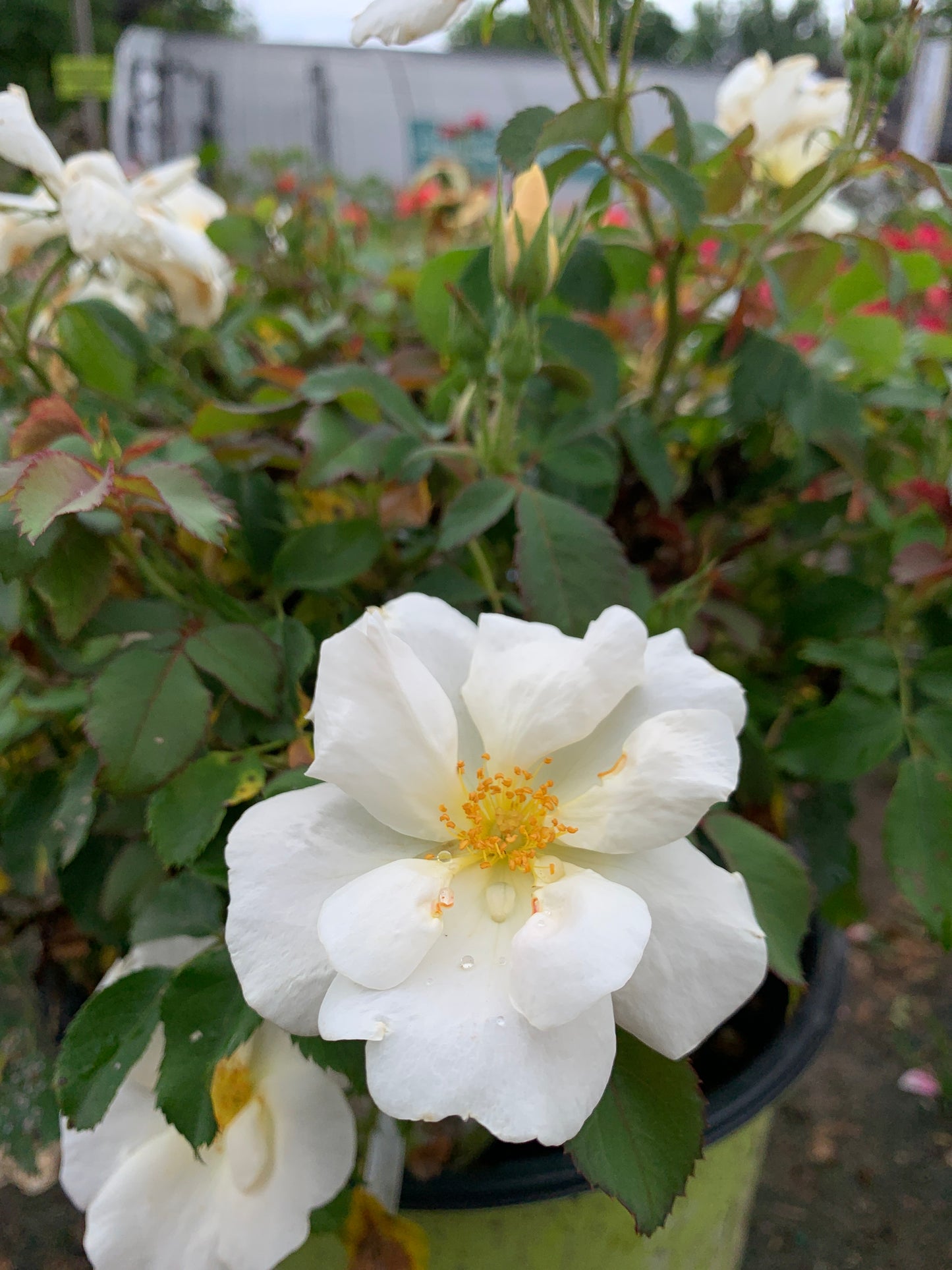 White Knock Out Rose
