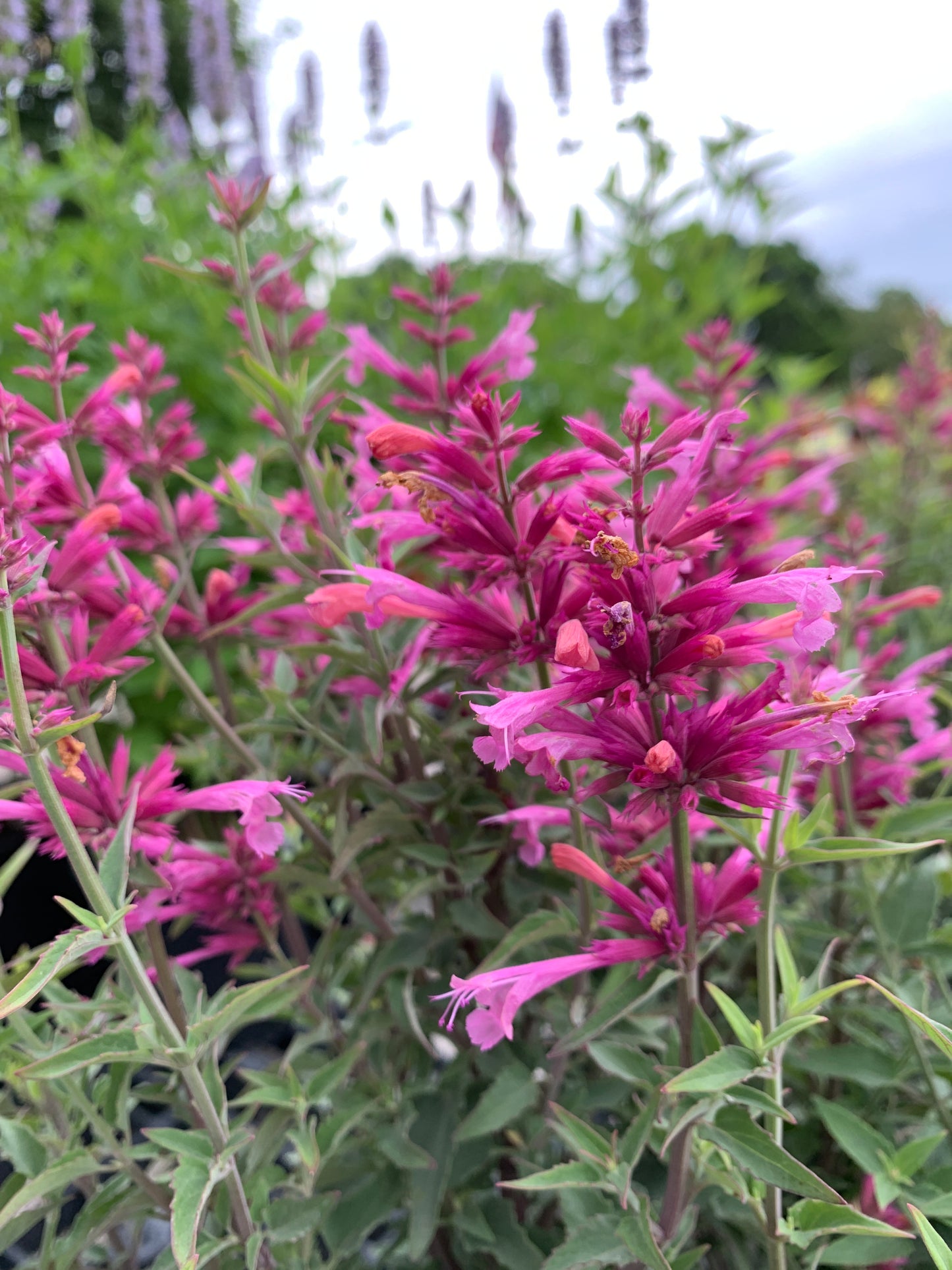 Rosie Posie Hyssop