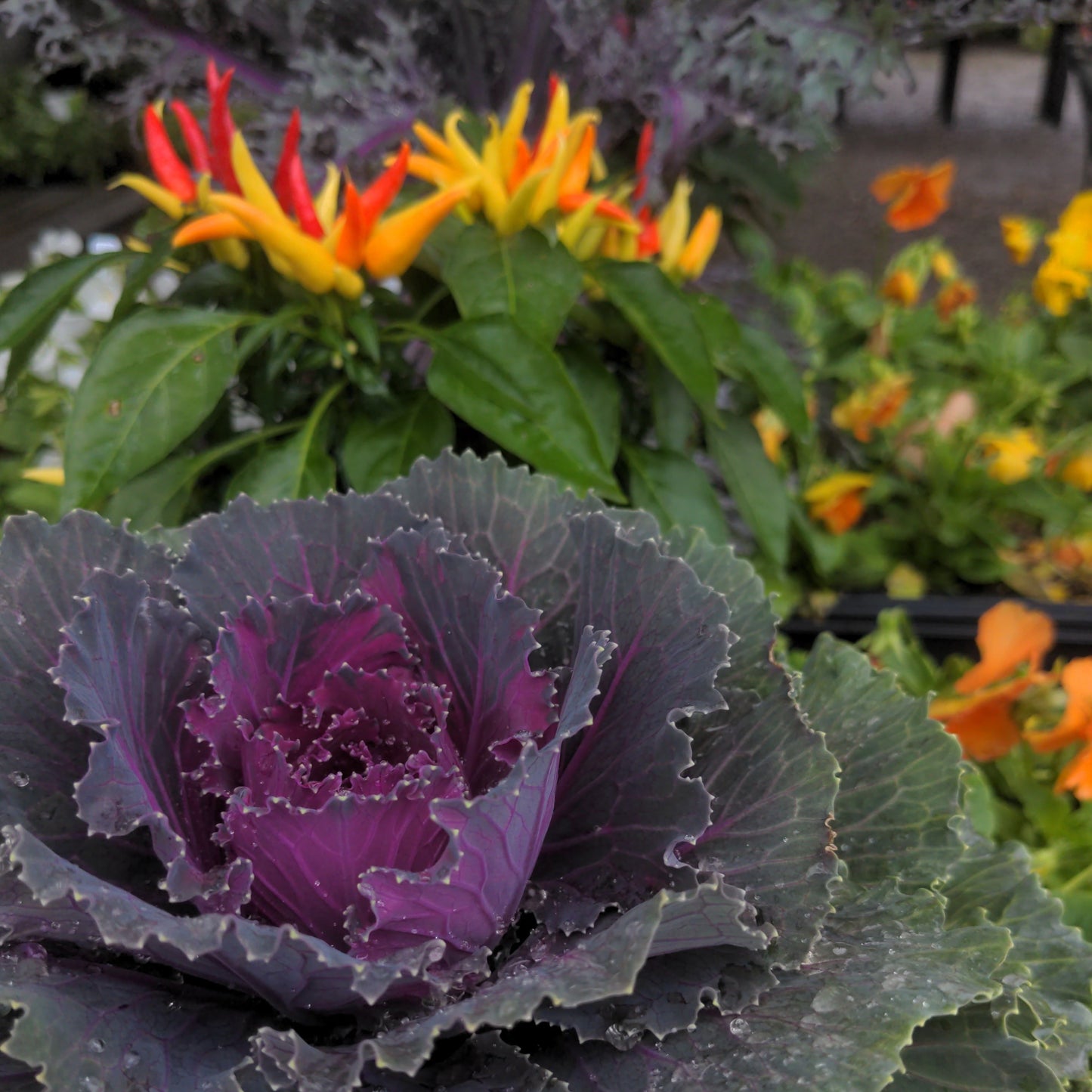 Fall Annuals