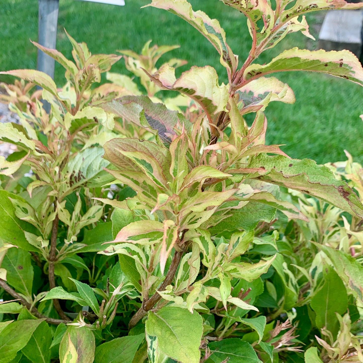 My Monet Sunset Weigela