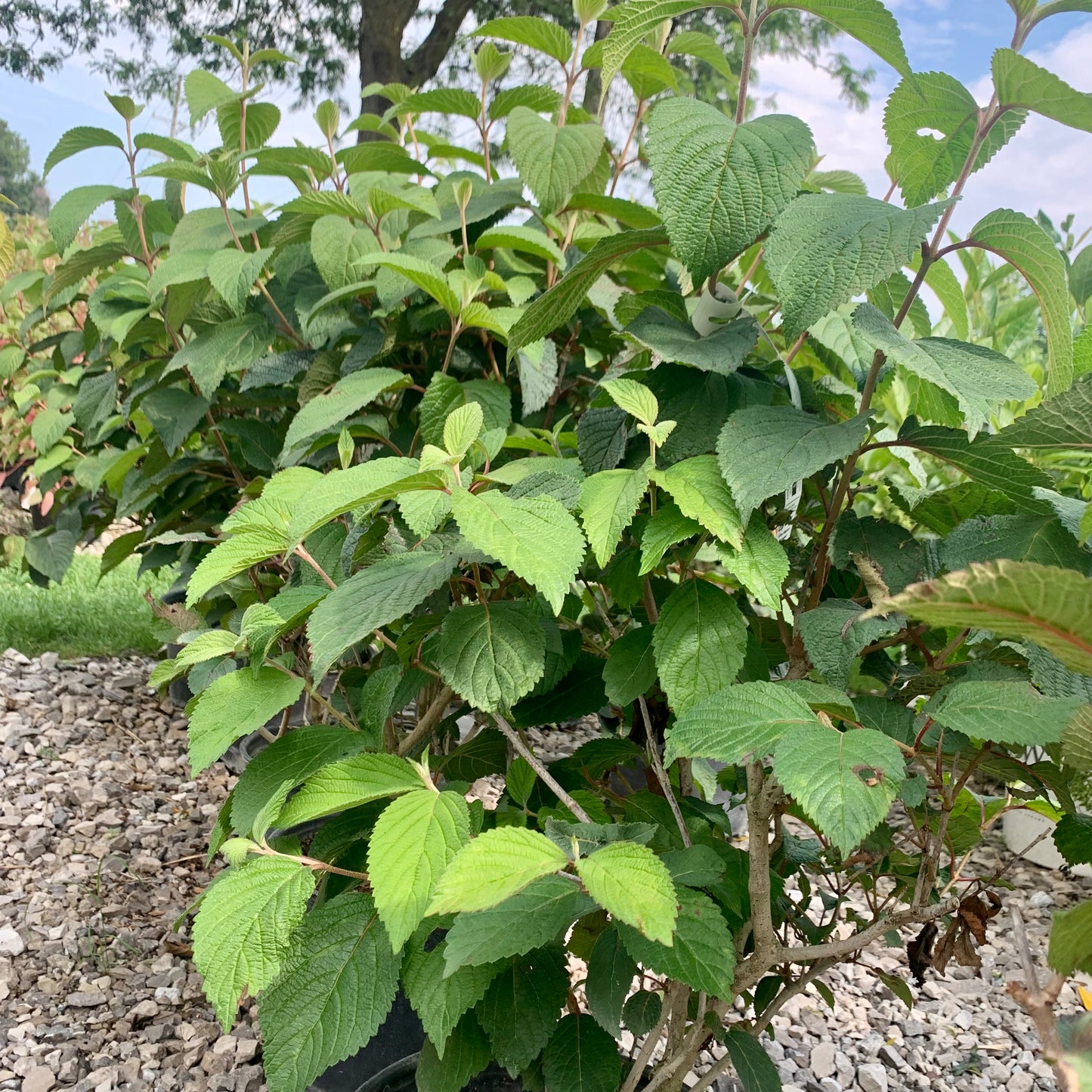 Lime Martini Snowball Viburnum