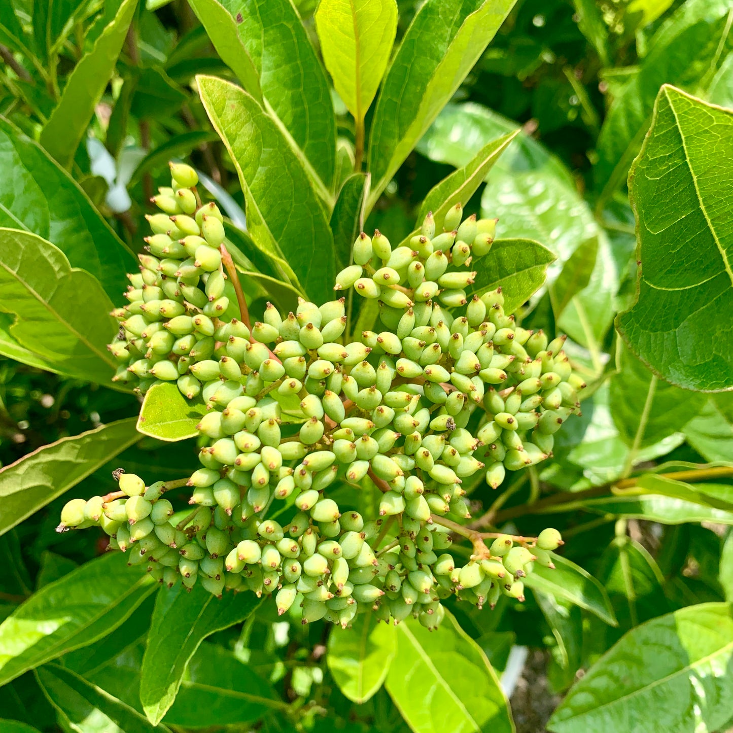 Brandywine Viburnum