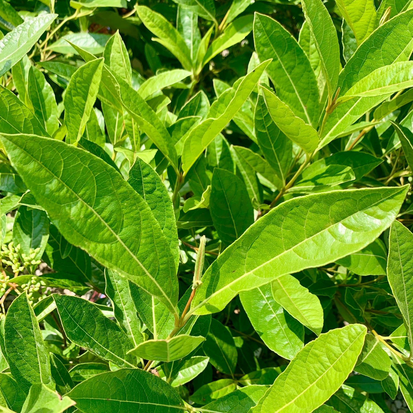 Brandywine Viburnum