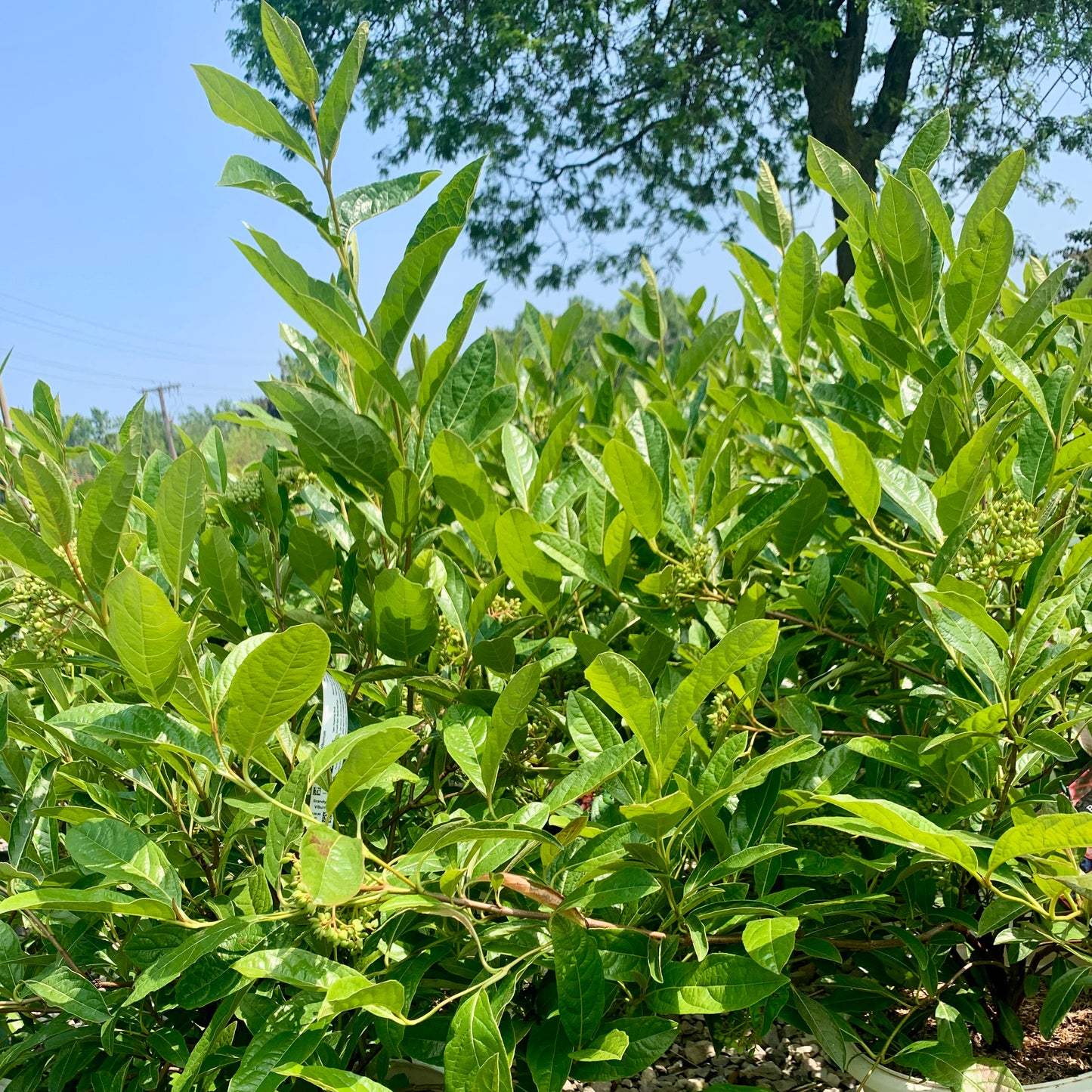 Brandywine Viburnum