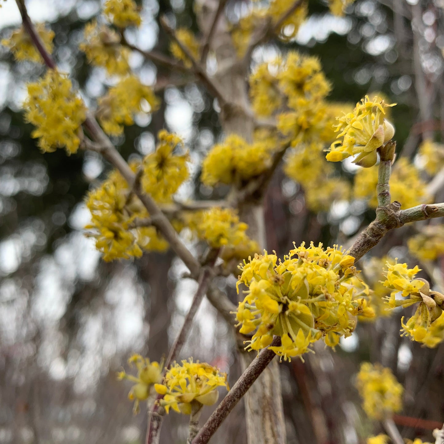 Variegated Cornelian Cherry Dogwood