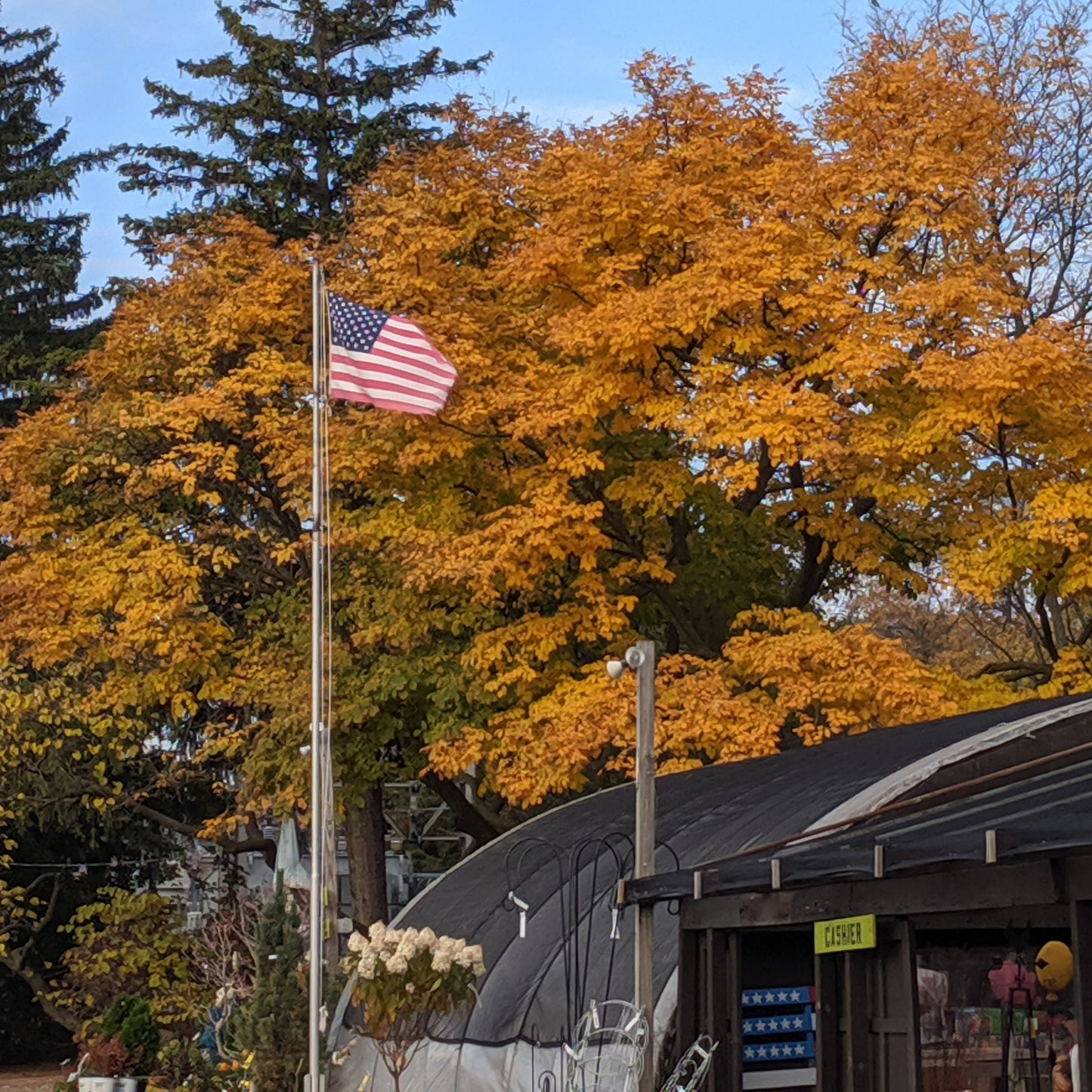 American Yellowwood