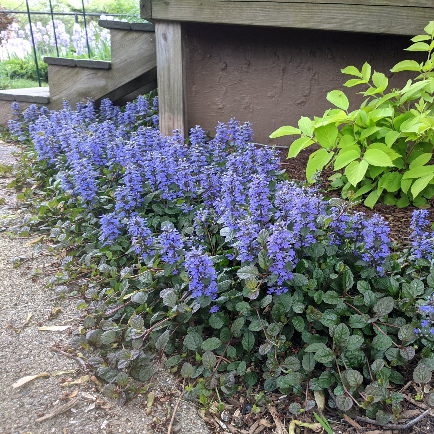 Black Scallop Ajuga