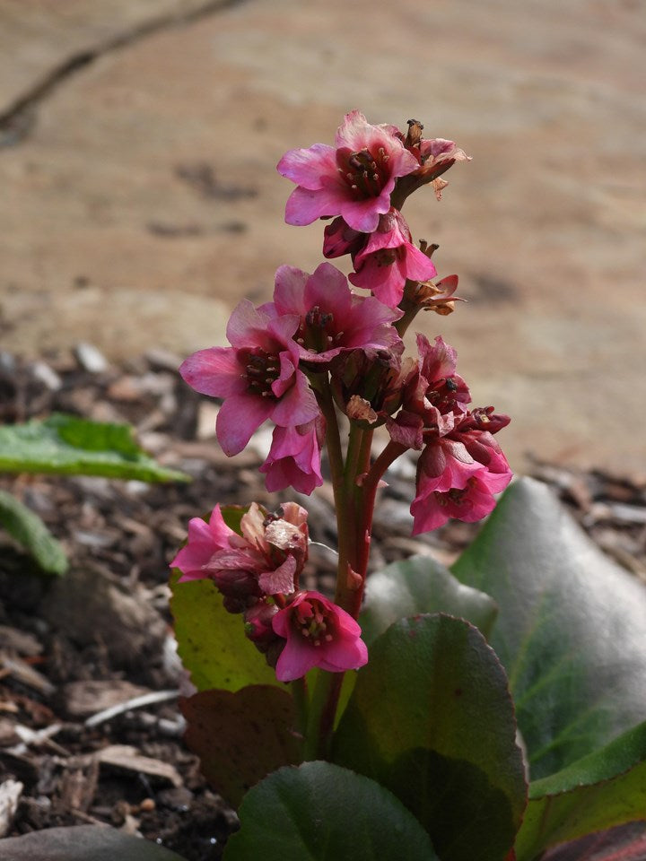Miss Piggy Bergenia