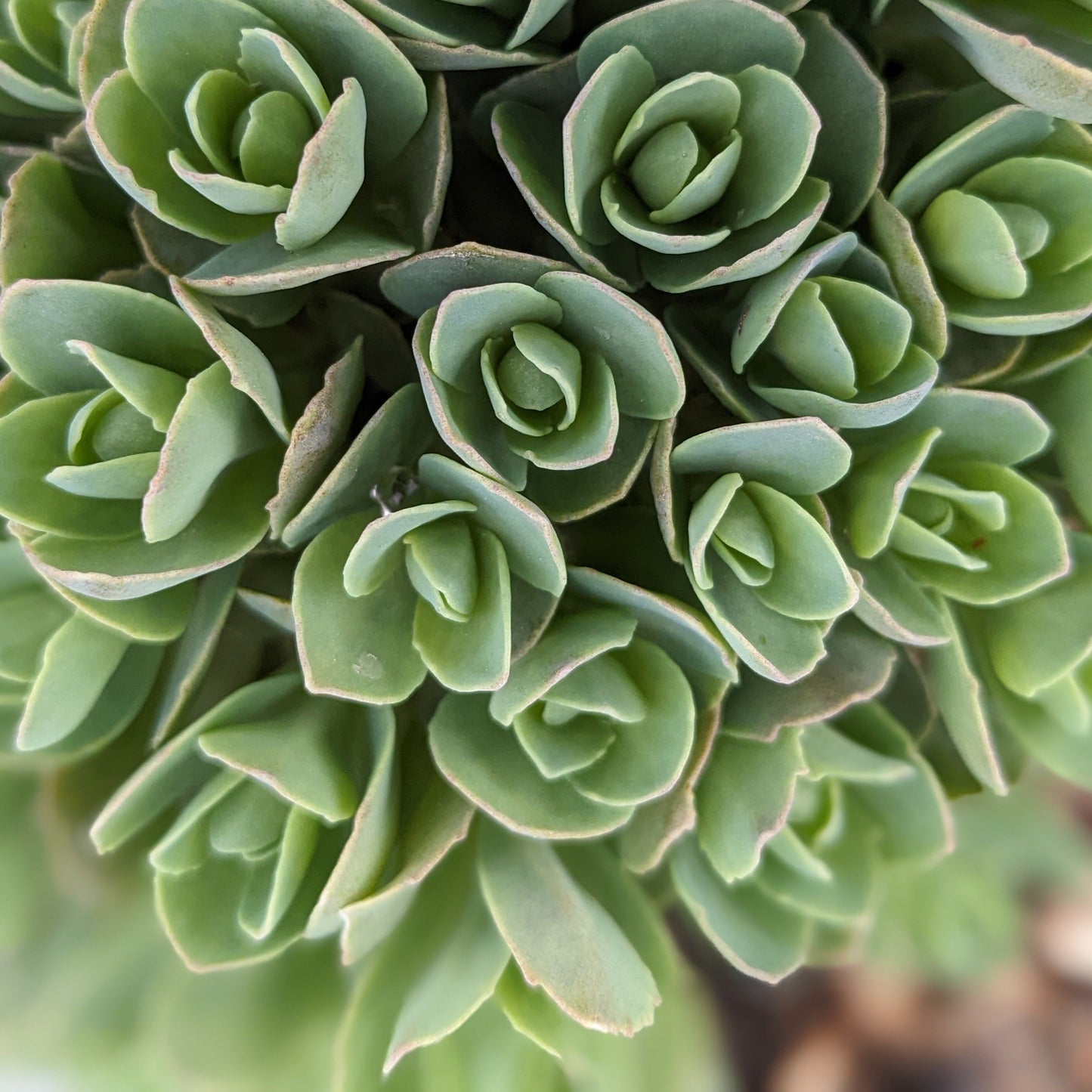 Autumn Joy Sedum