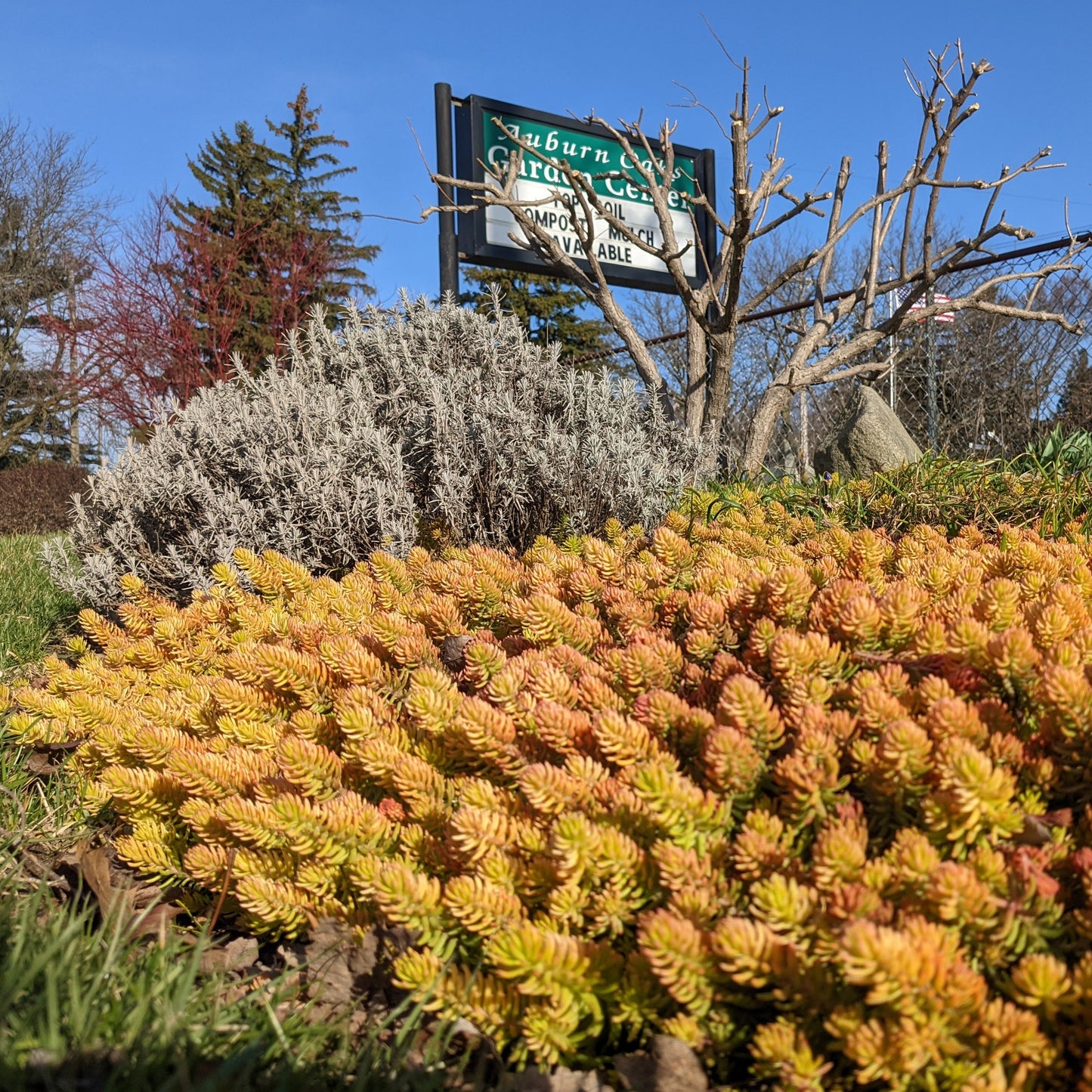 Angelina Sedum