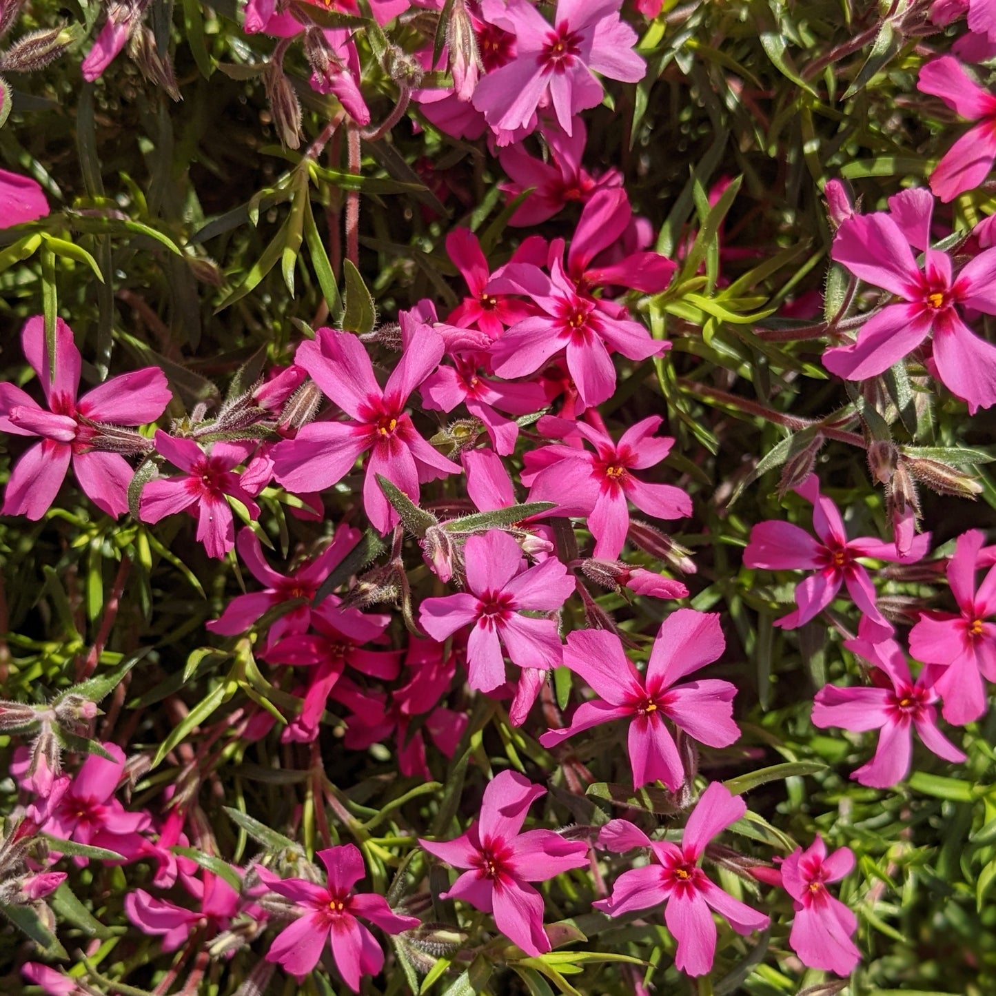 Drummond Pink Creeping Phlox