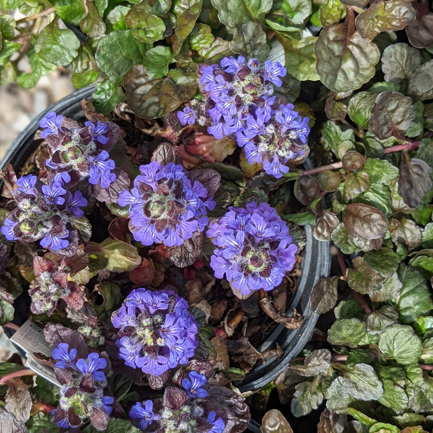 Black Scallop Ajuga