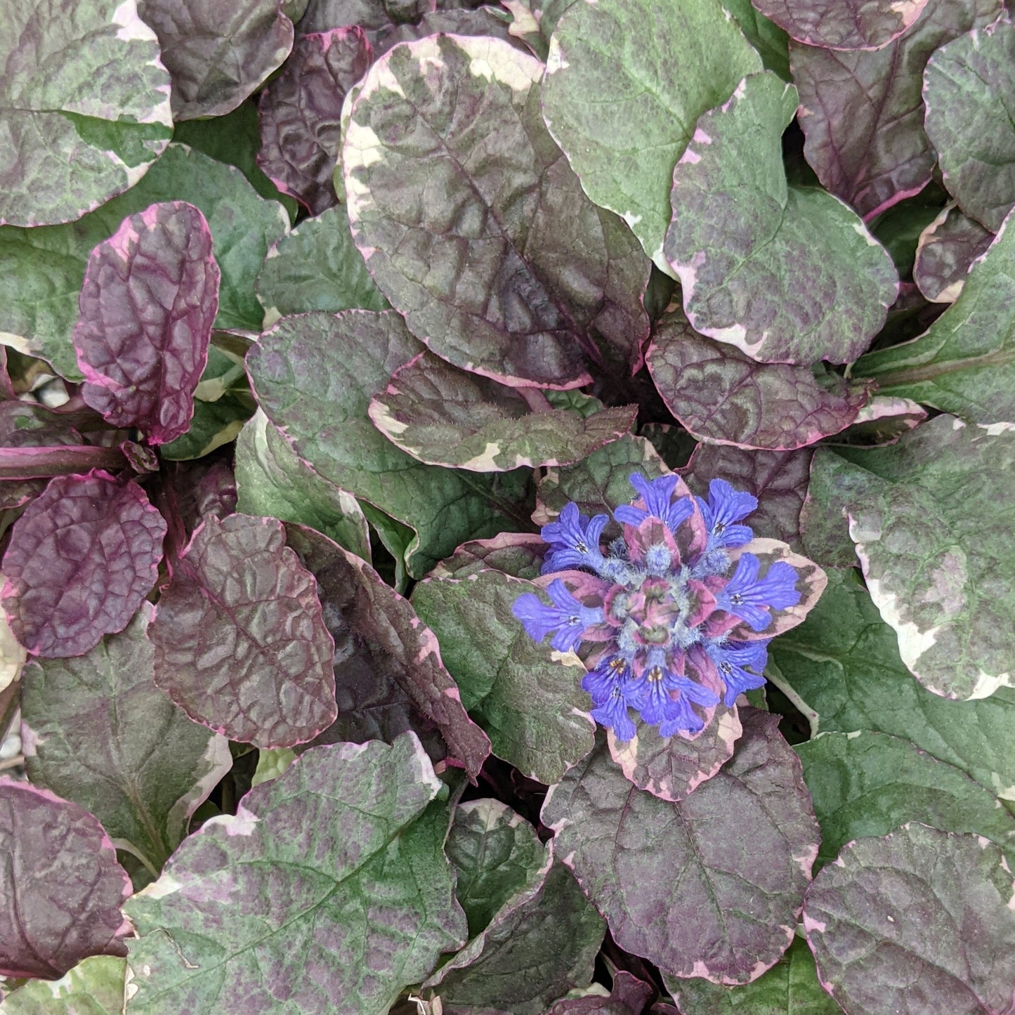Burgundy Glow Ajuga