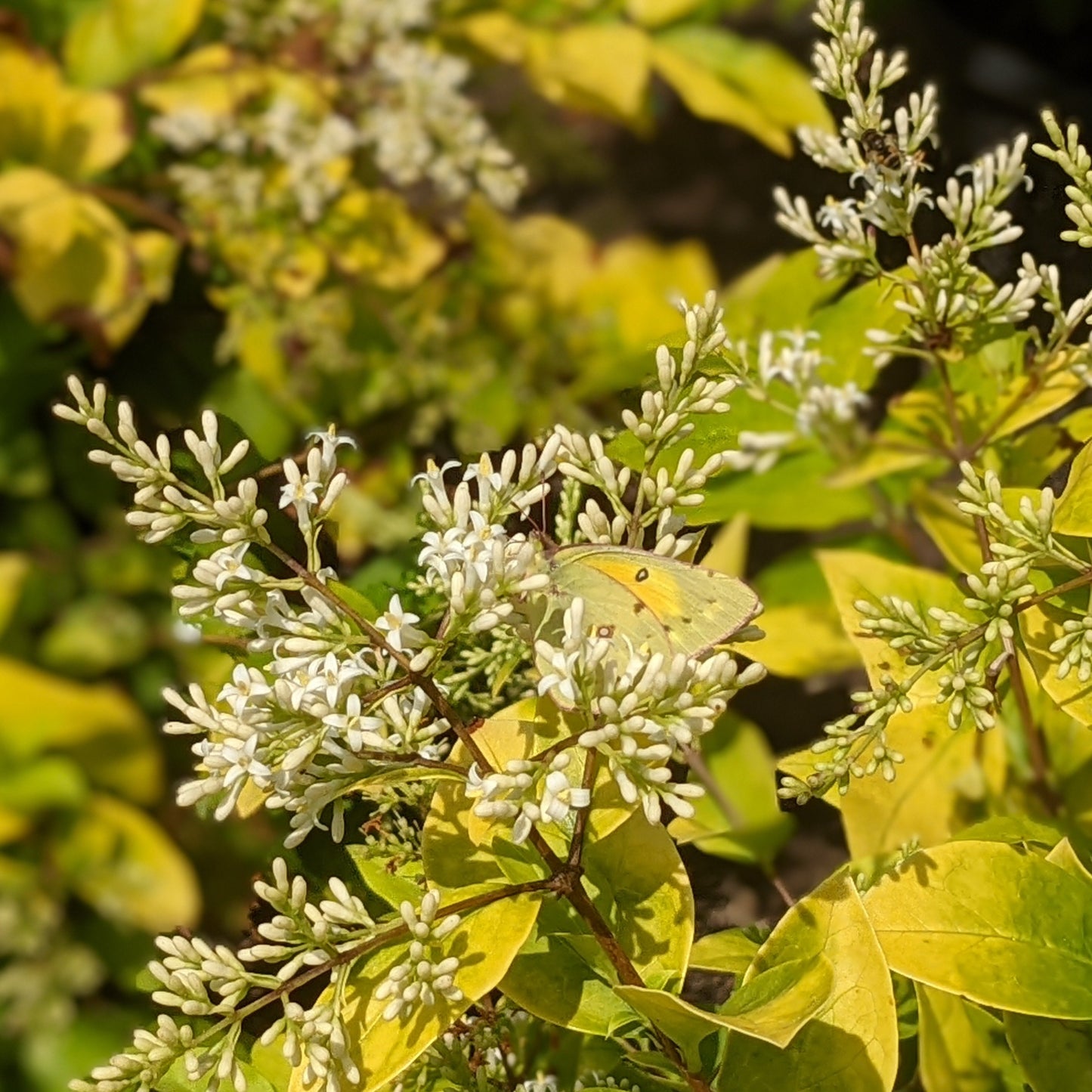Golden Vicary Privet