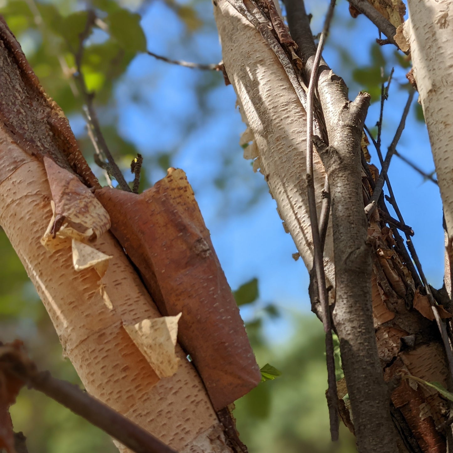 Heritage River Birch