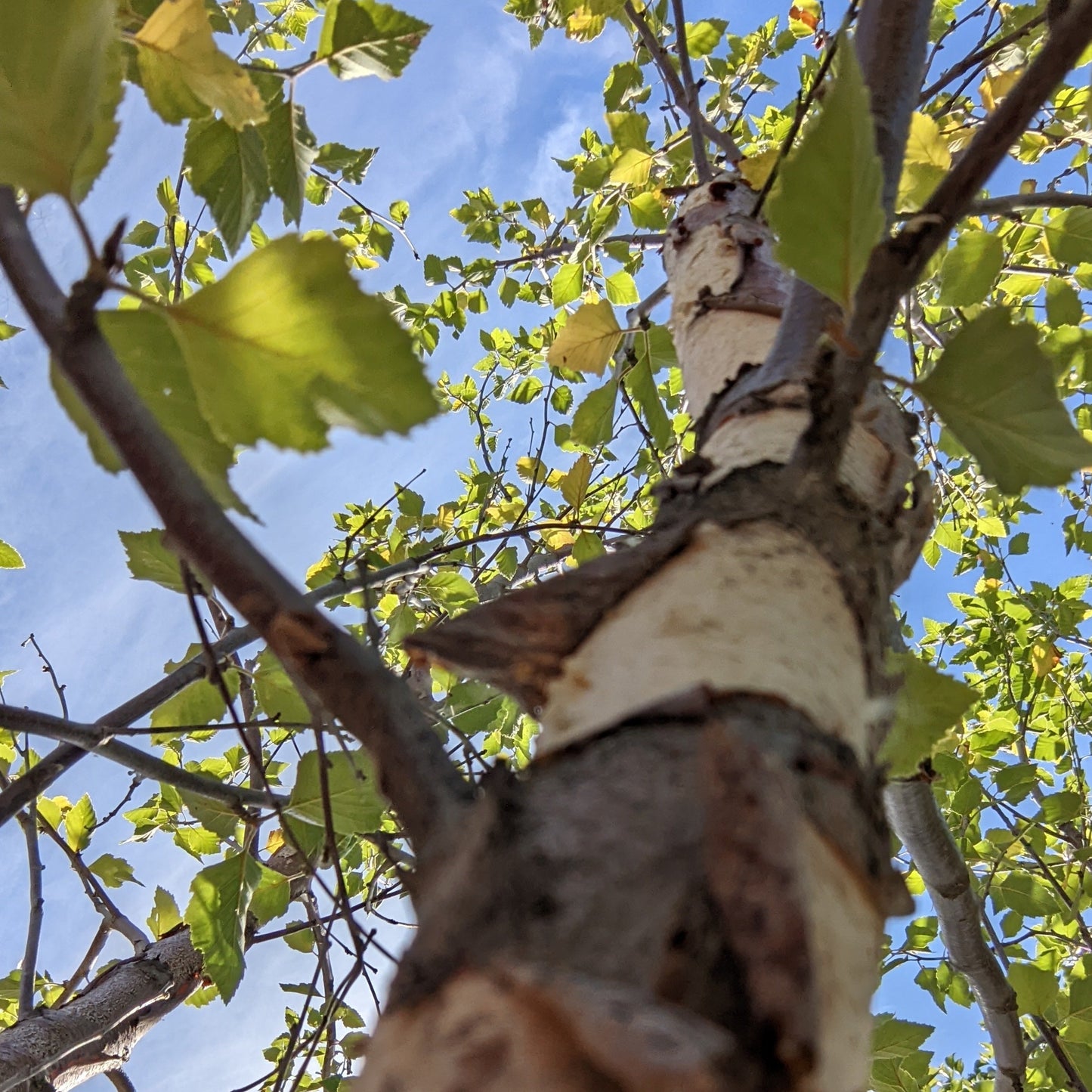 Heritage River Birch