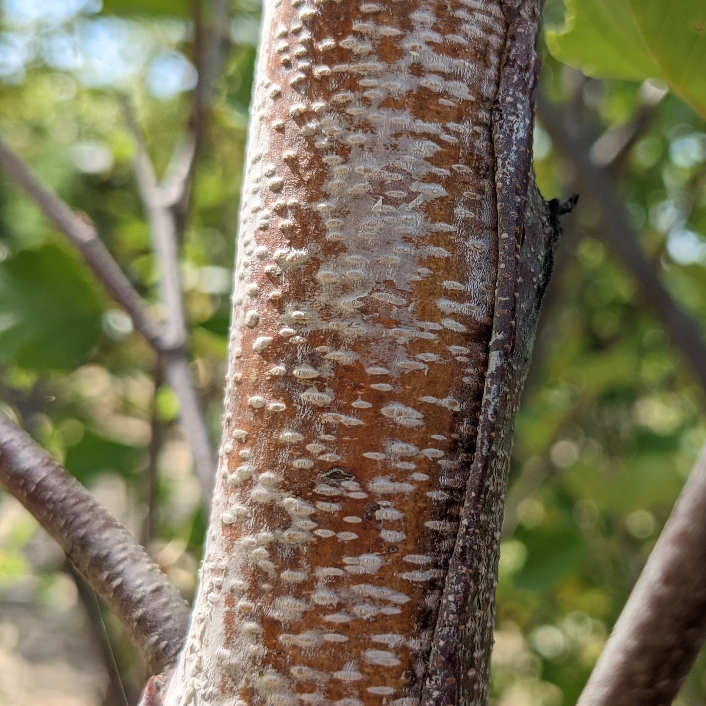 Heritage River Birch