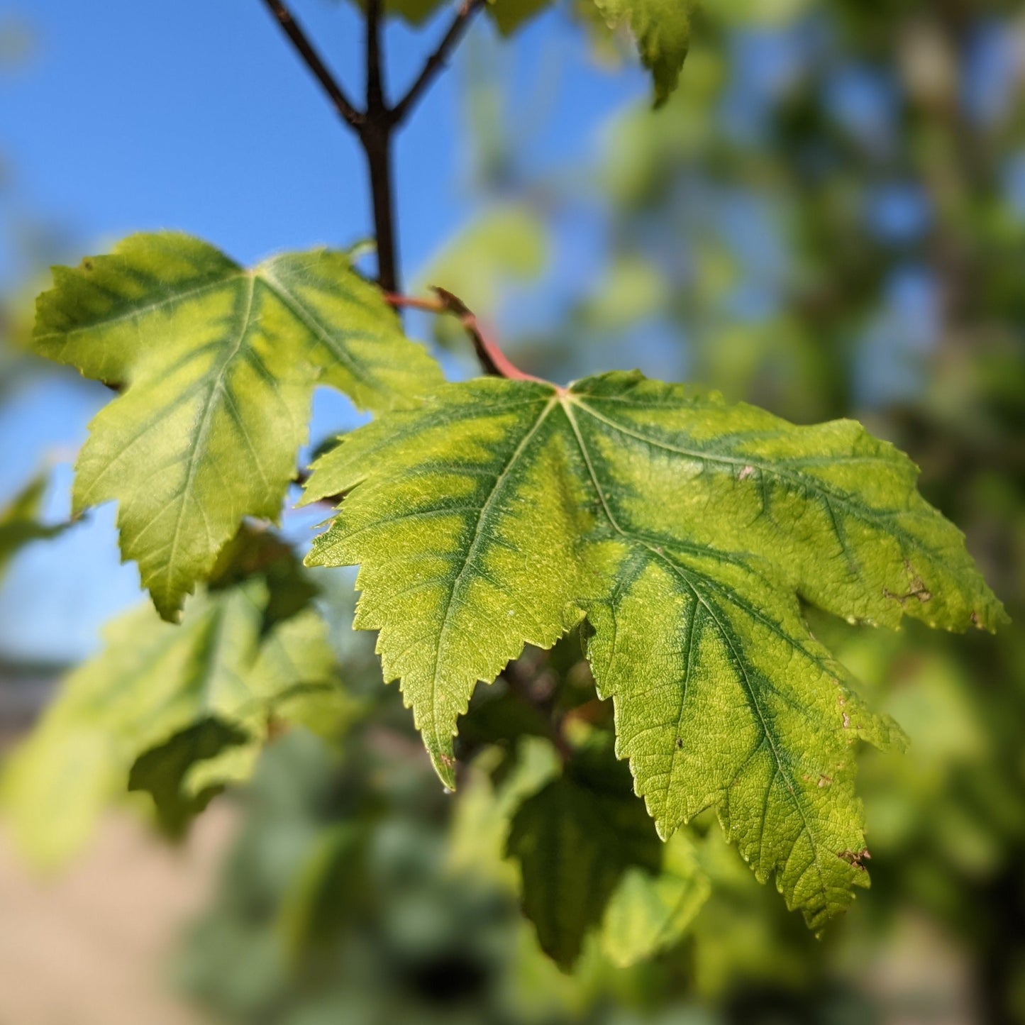 Red Sunset Maple