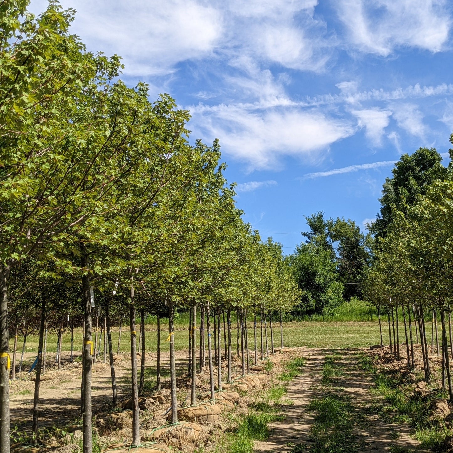 Redpointe Maple