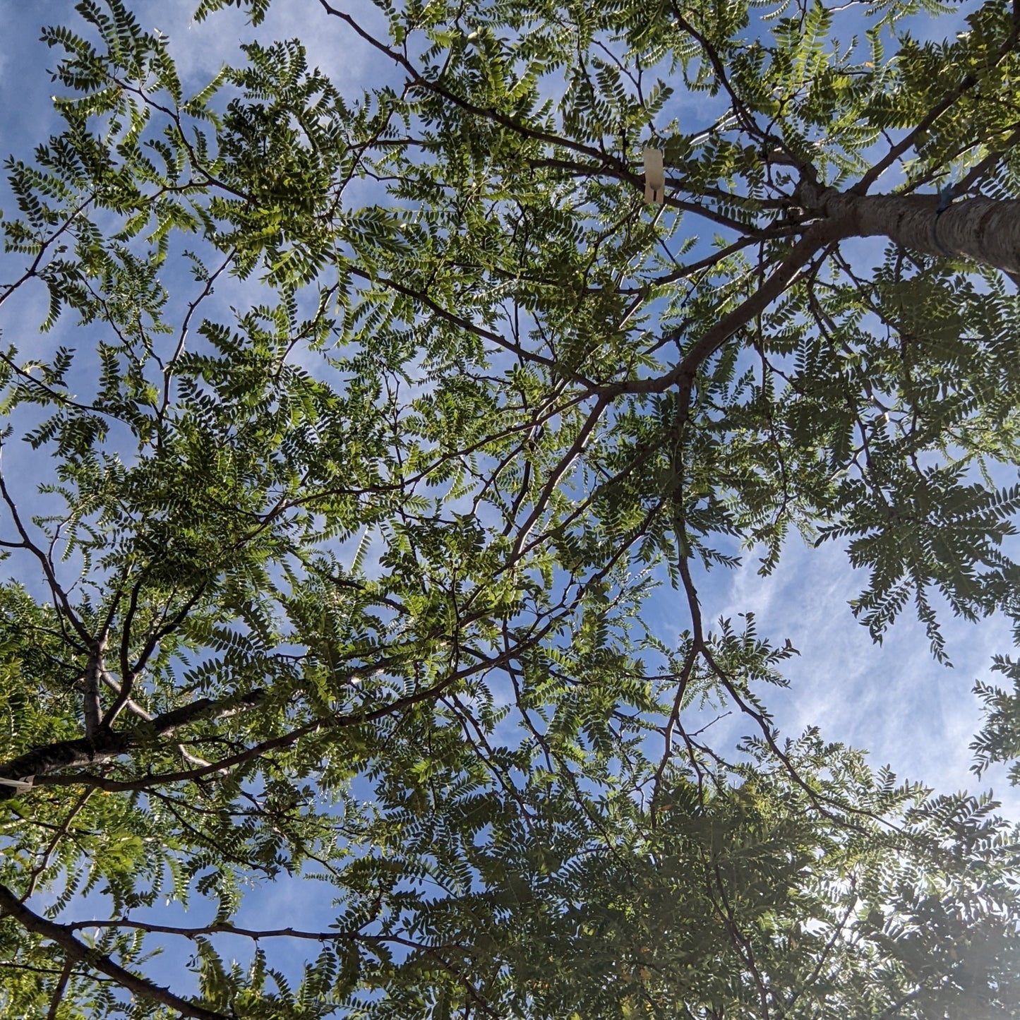 Skyline Honeylocust