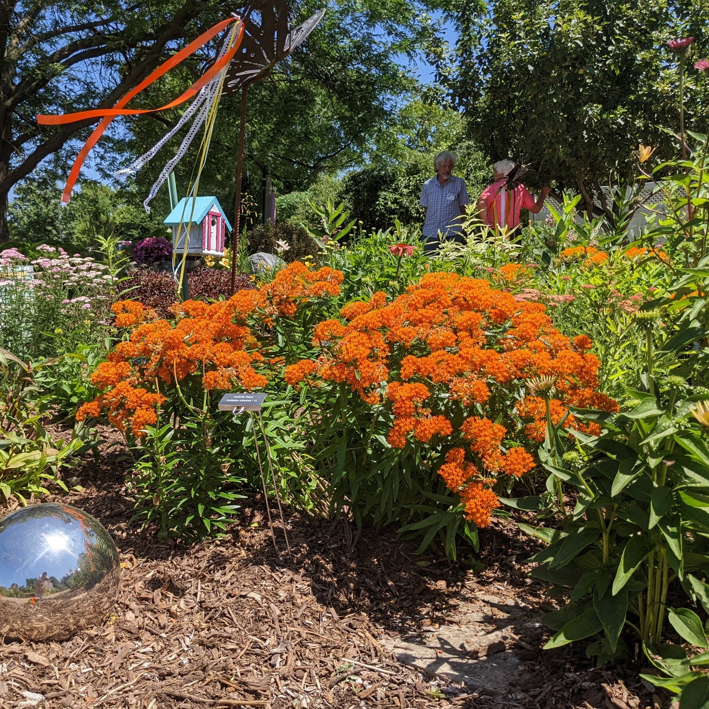 Butterfly Weed