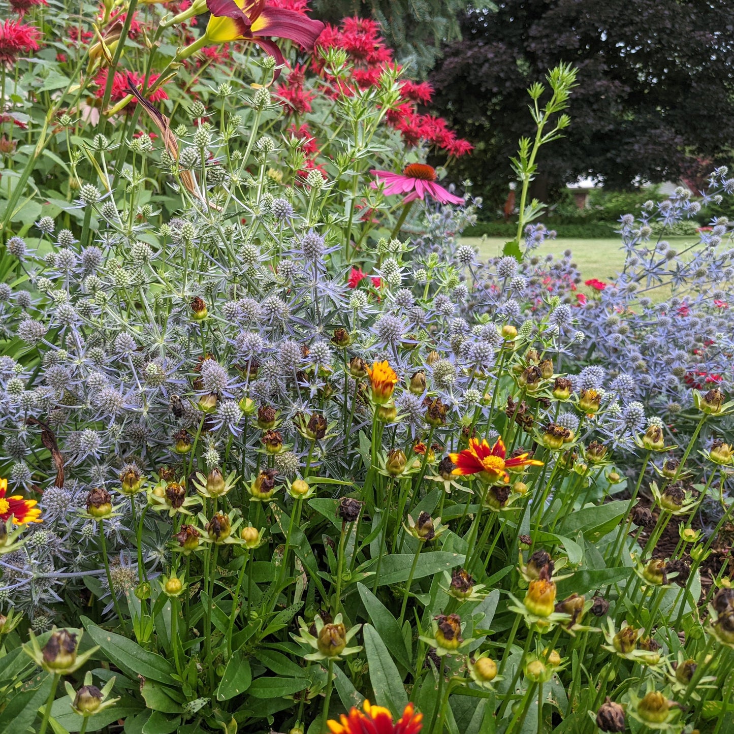 Blue Glitter Sea Holly