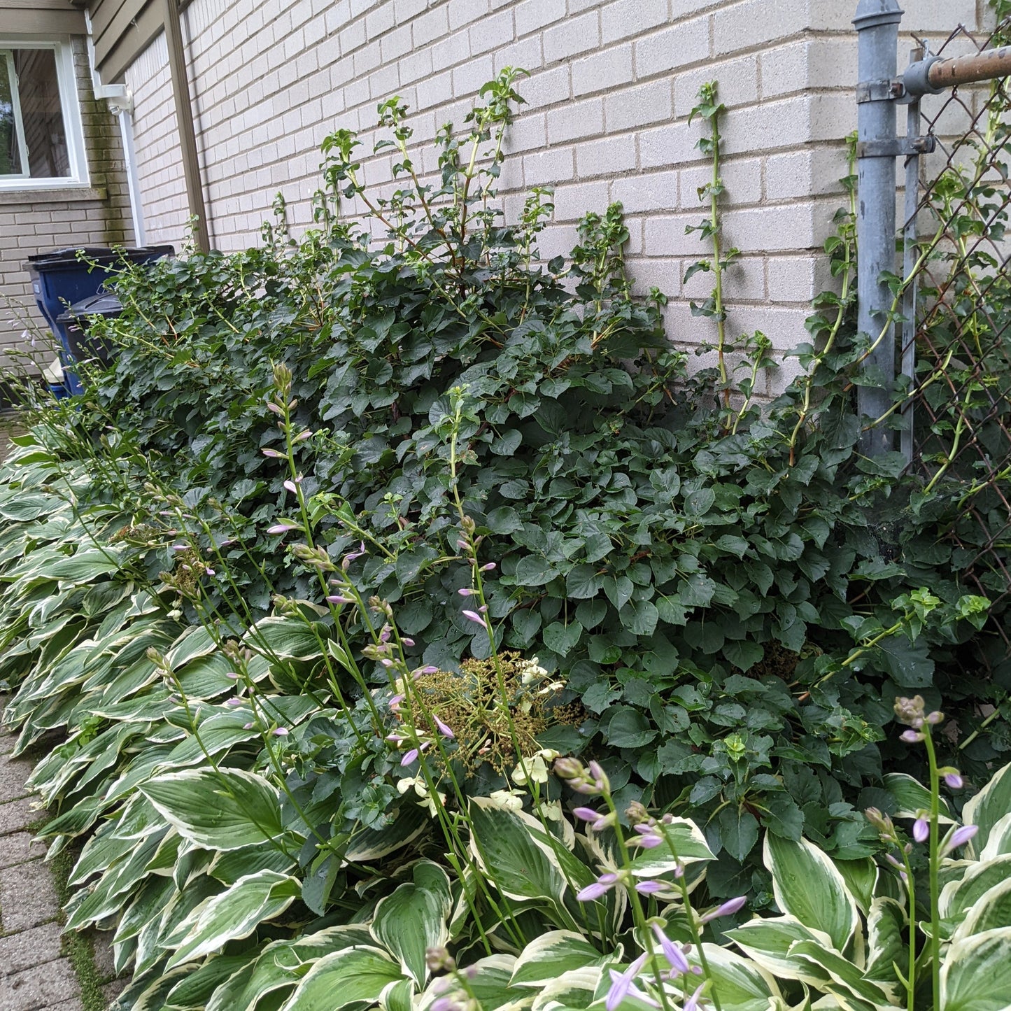 Climbing Hydrangea