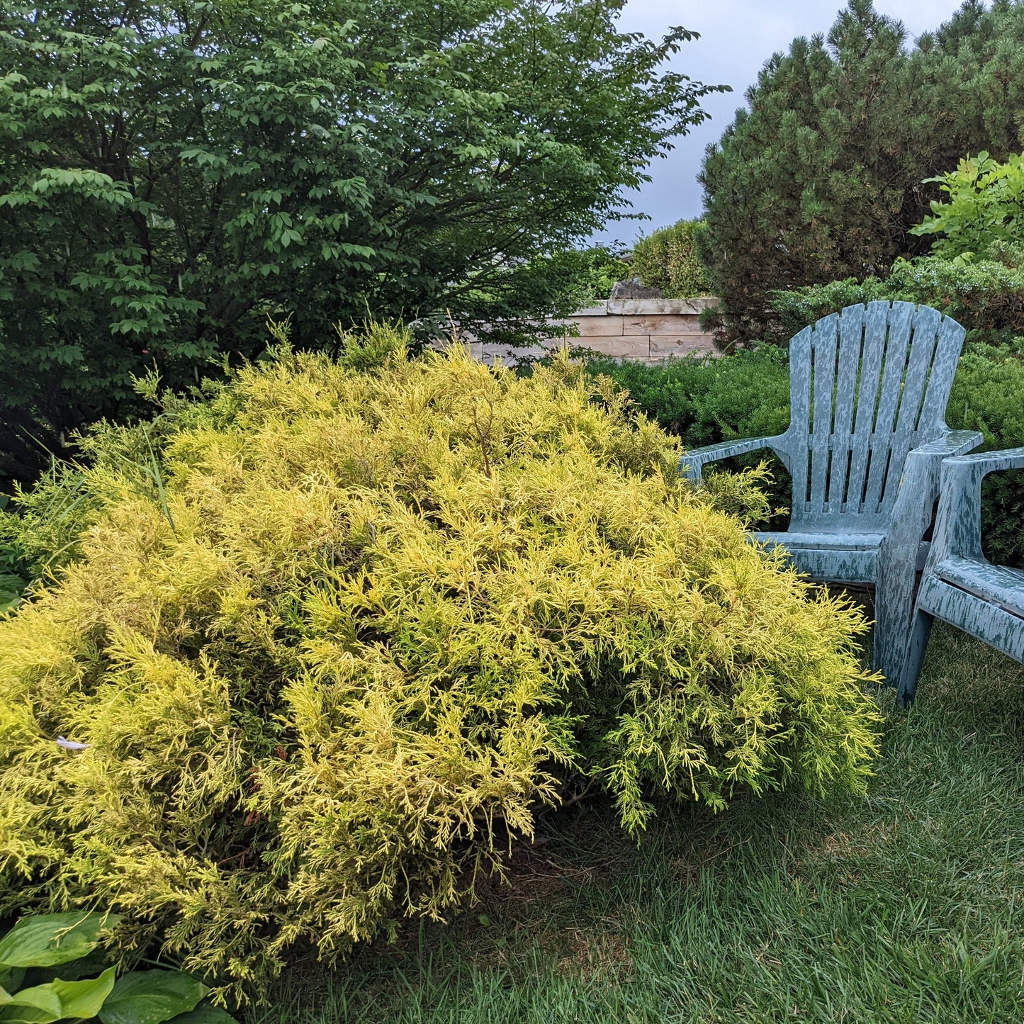 Golden Mops Threadleaf Falsecypress