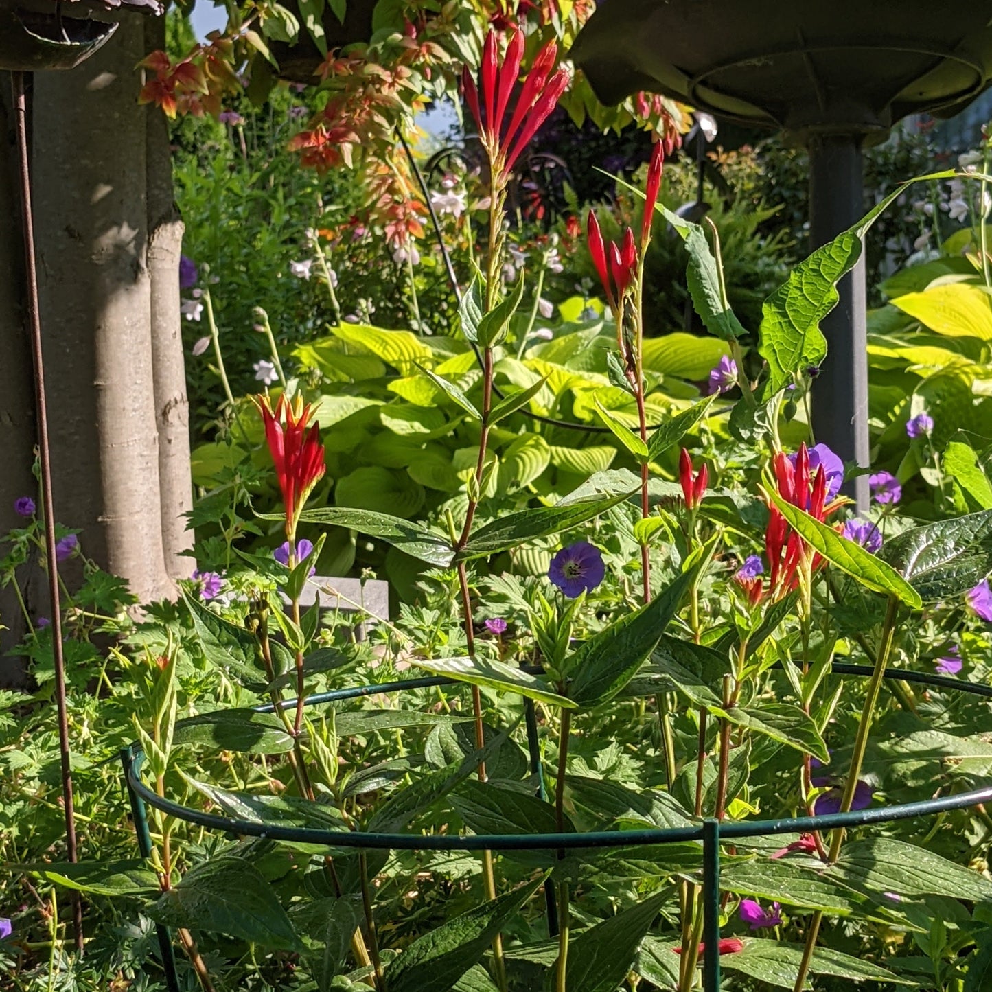 Little Red Head Spigelia