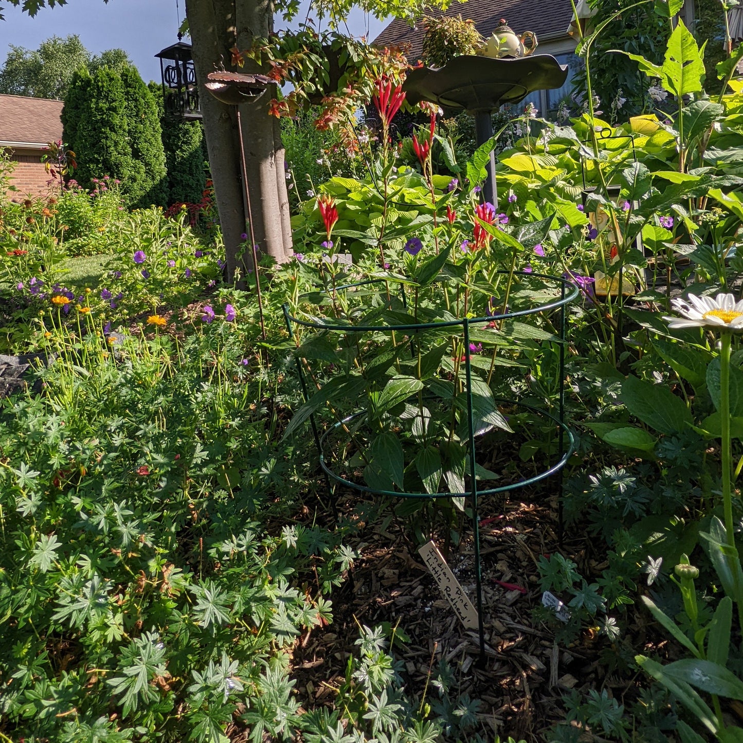 Little Red Head Spigelia