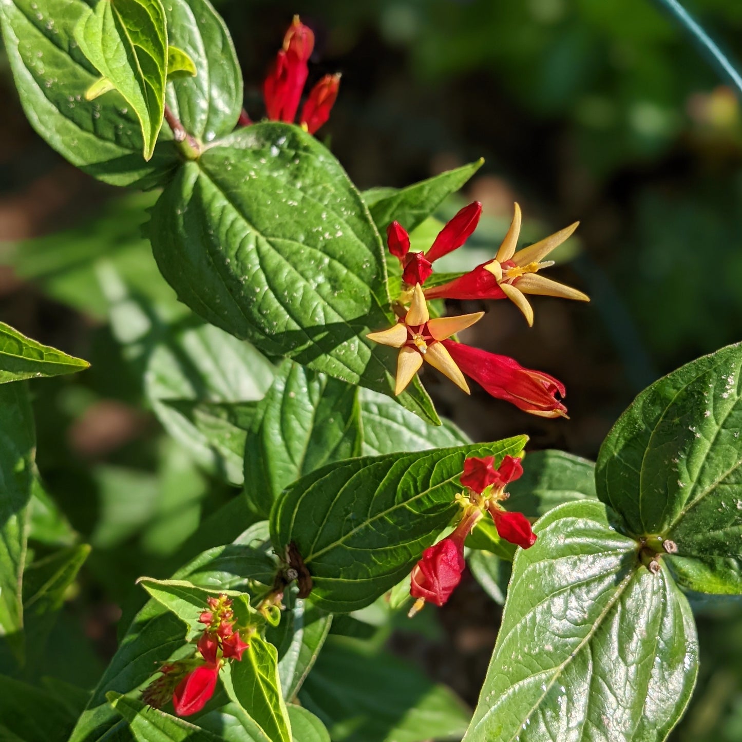 Little Red Head Spigelia