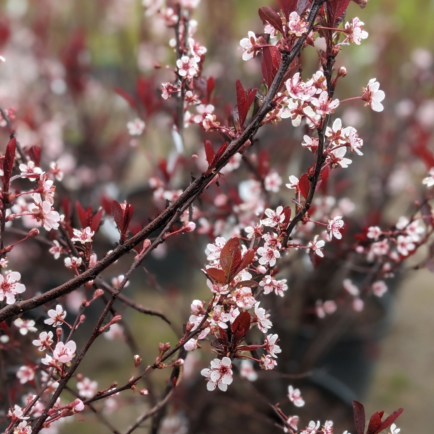 Cistena Purple Plum Bush