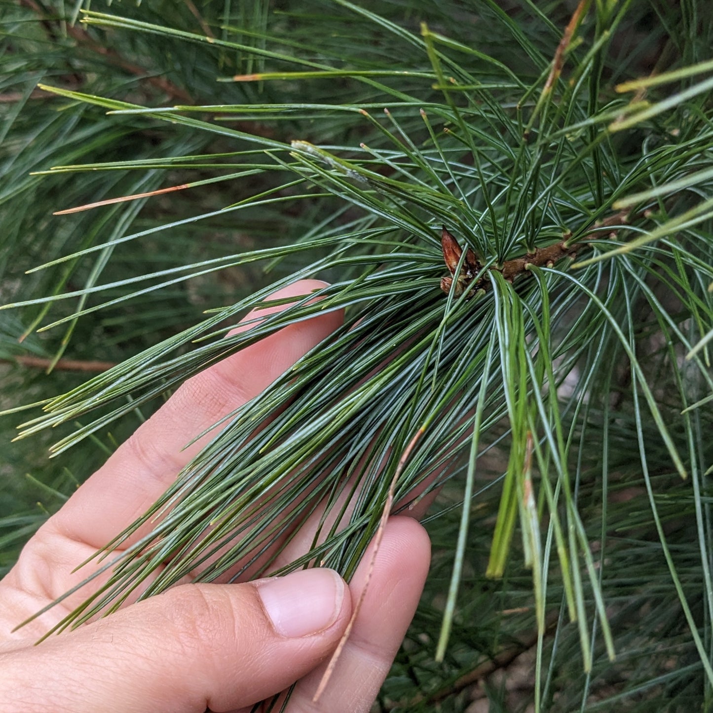 Eastern White Pine