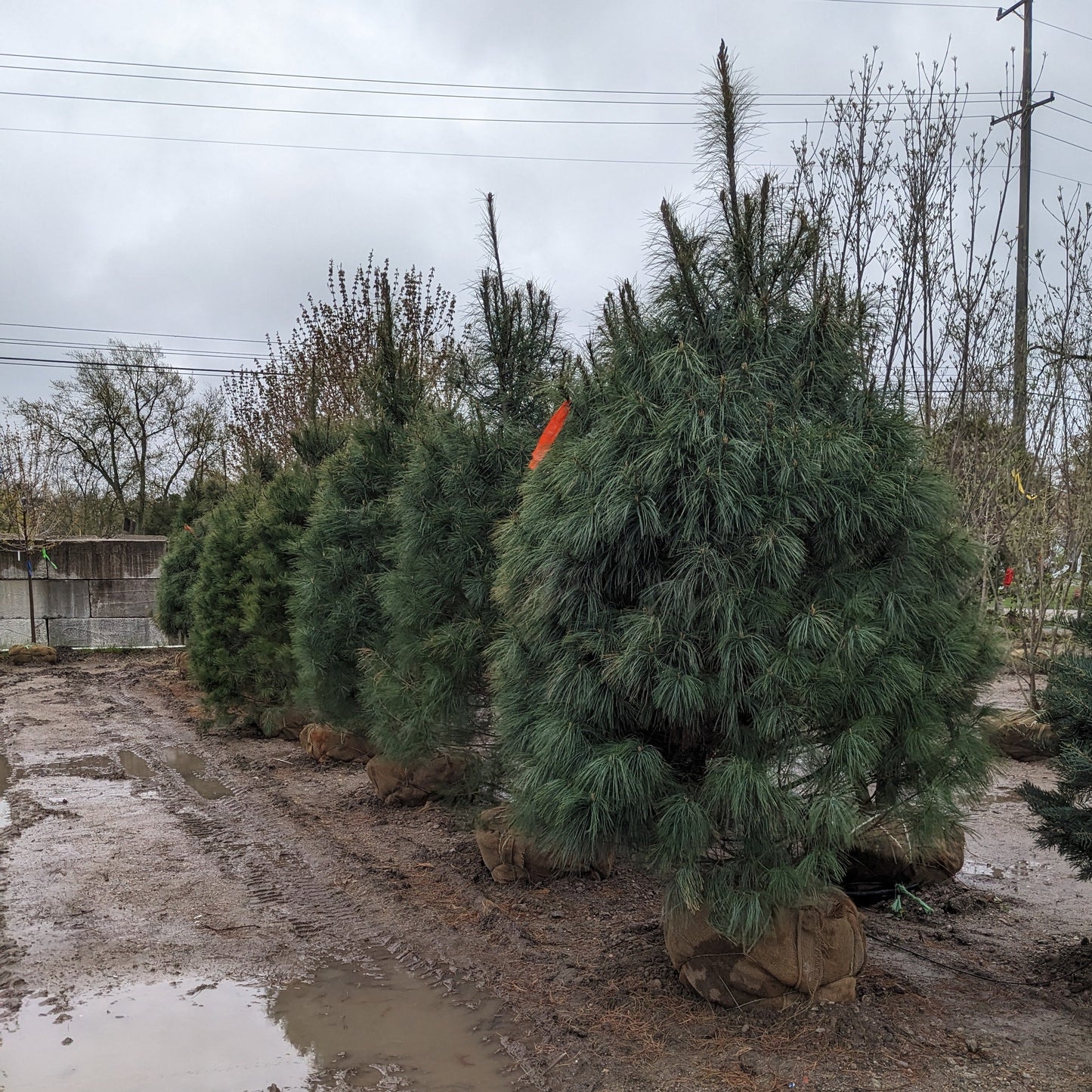 Eastern White Pine