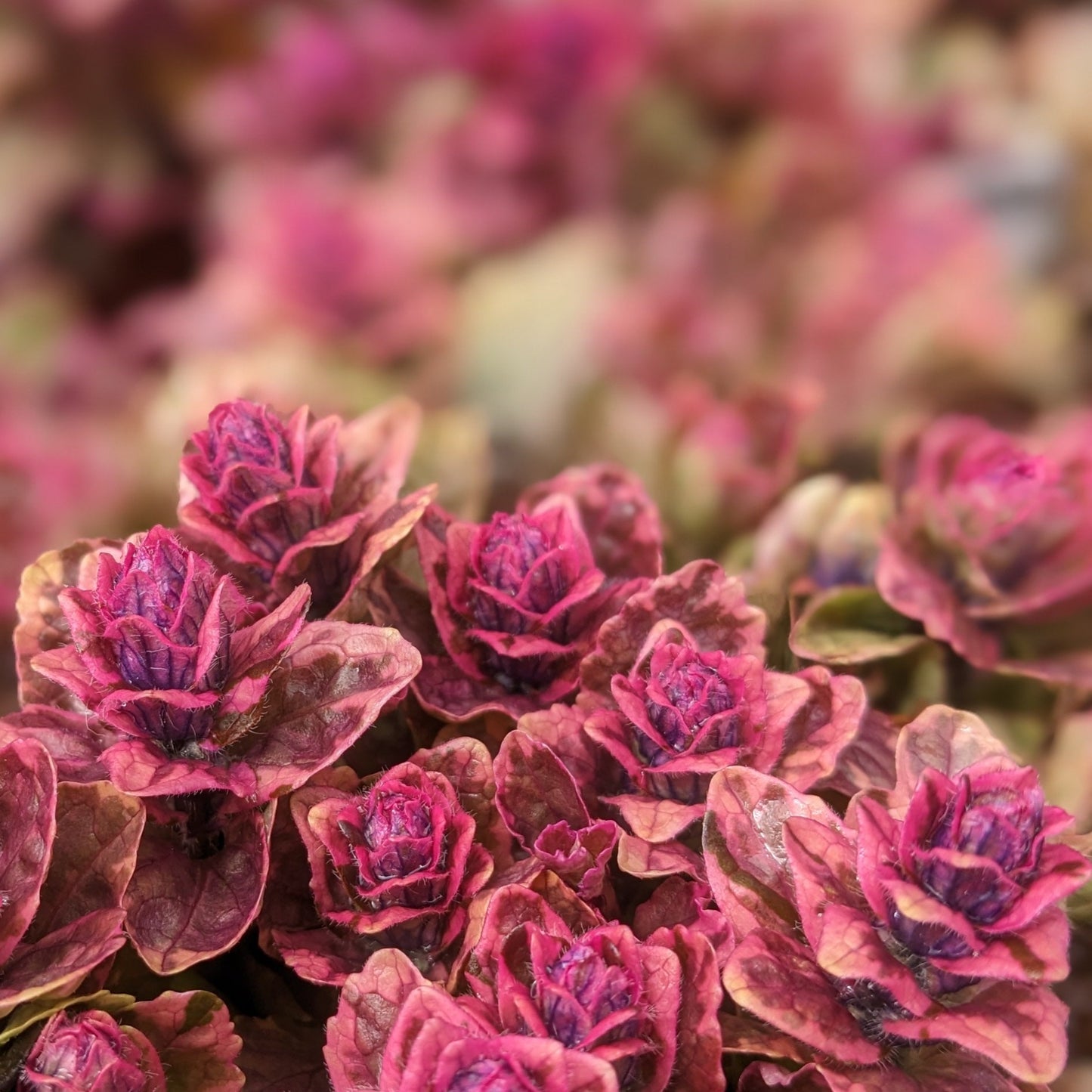 Burgundy Glow Ajuga